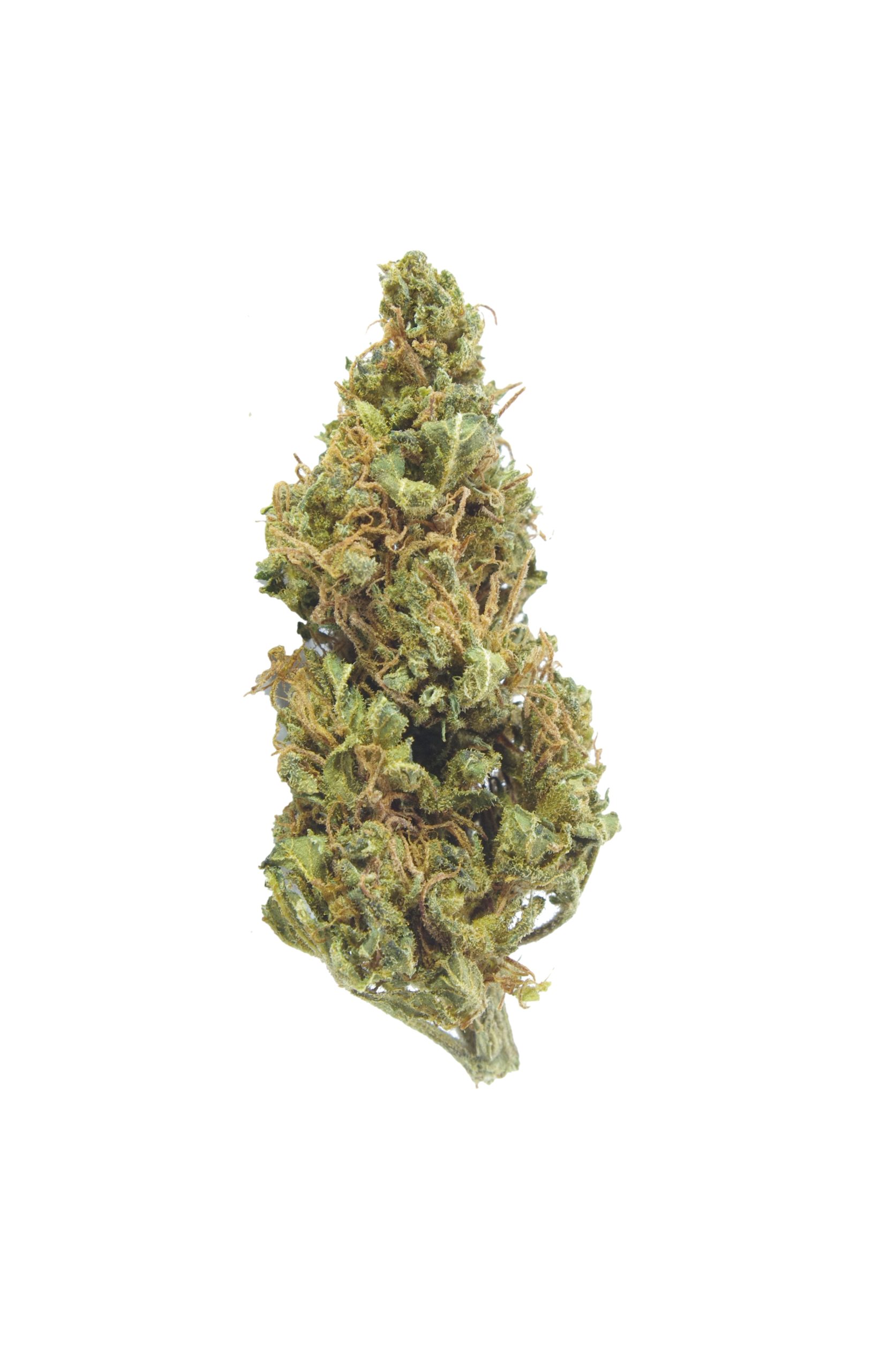 God Bud Bud scaled God Bud (Oz Special)