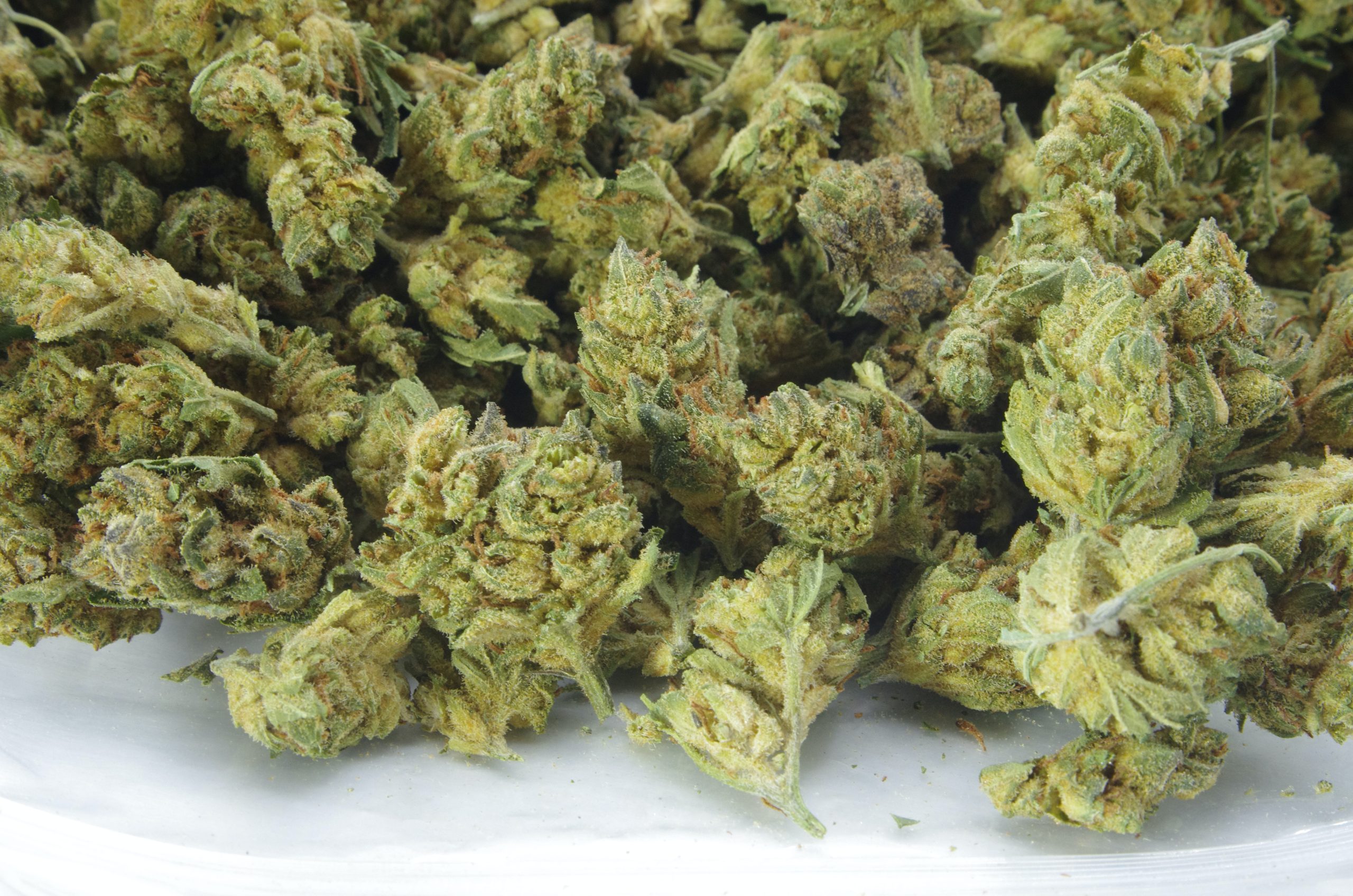 Gorilla breath bag scaled Gorilla Breath Smalls