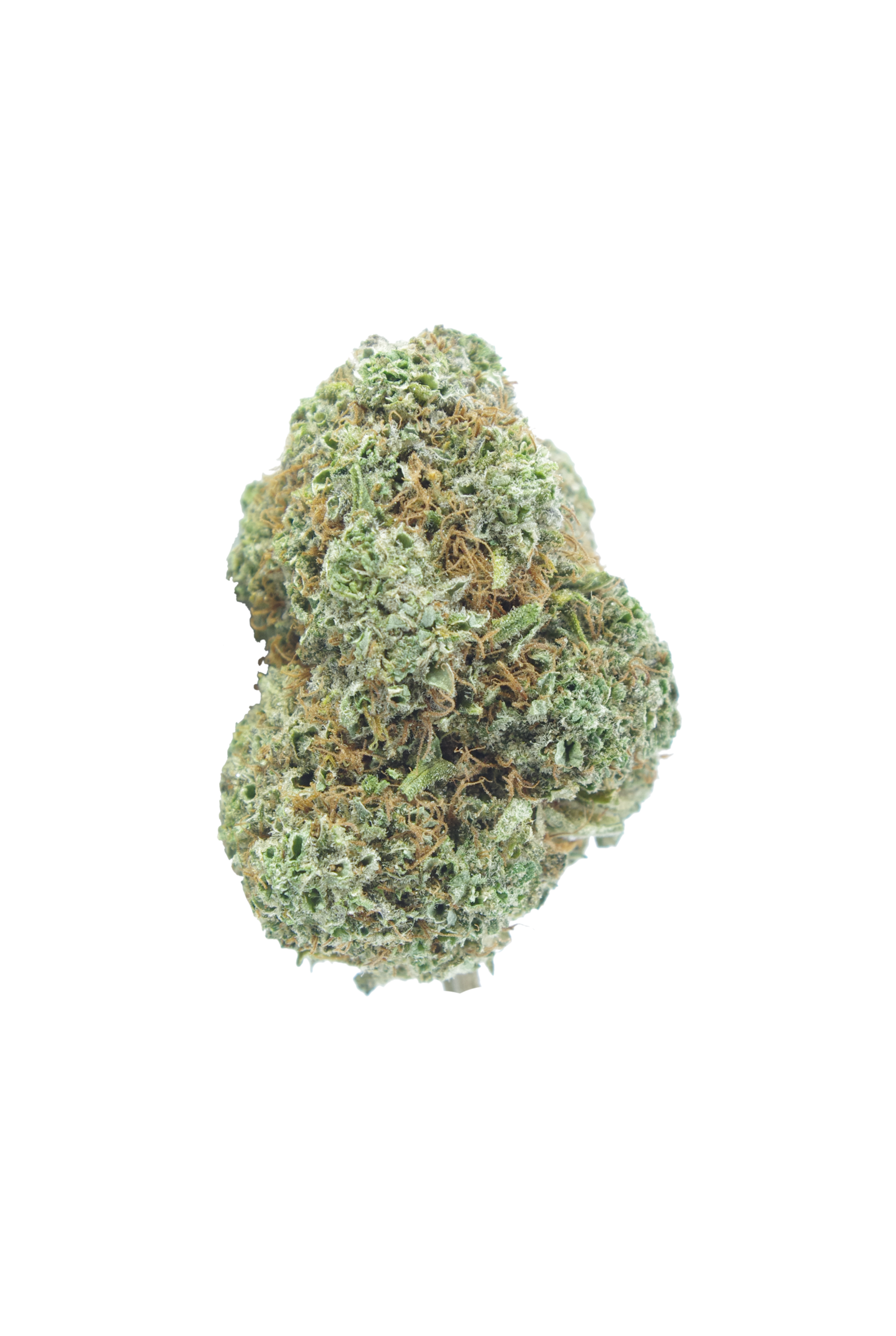 Dolo Bud rescaled Dolato (Oz Special)