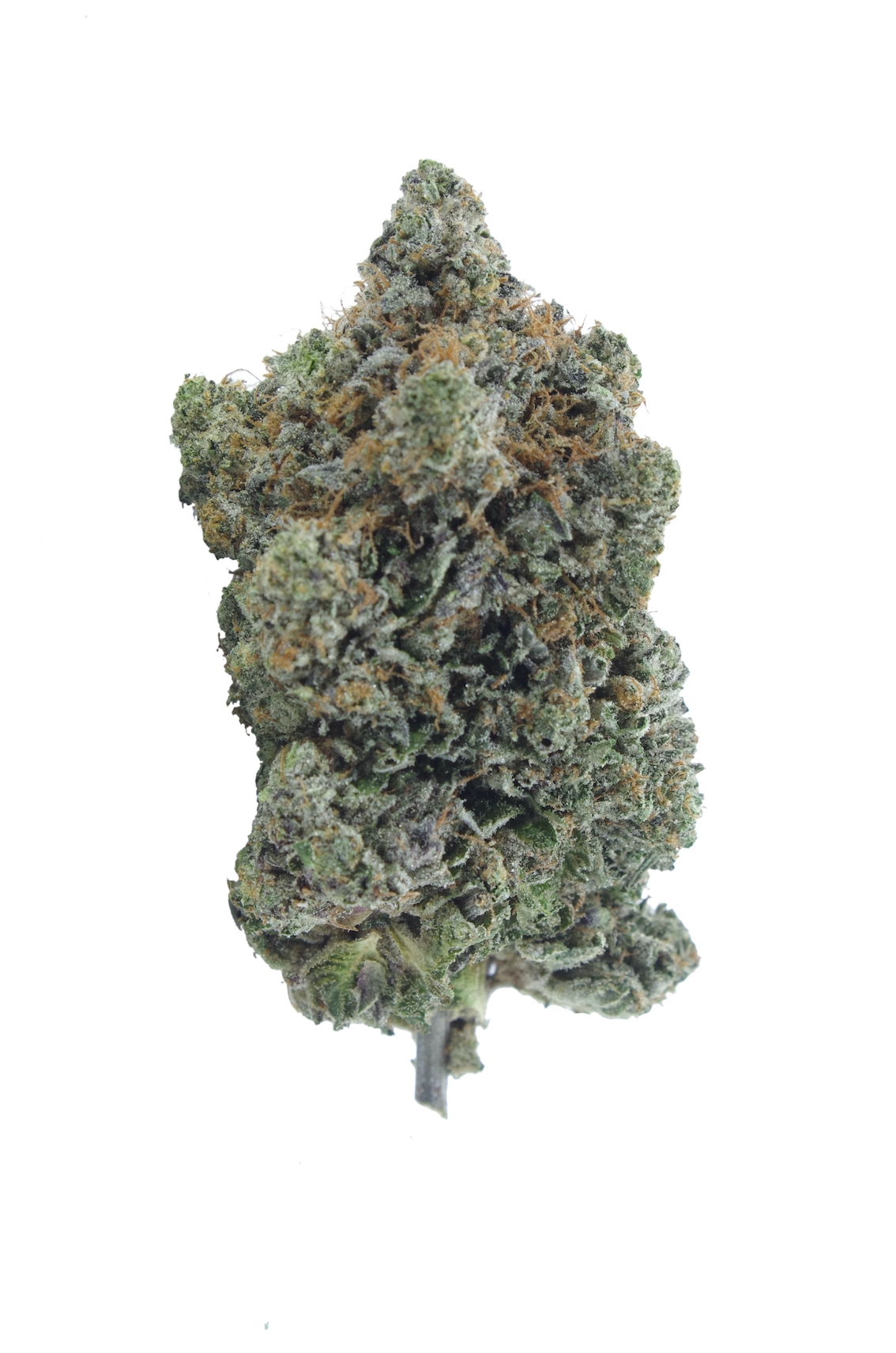 GM Pink Rose bud Gas Militia - Pink Rozay