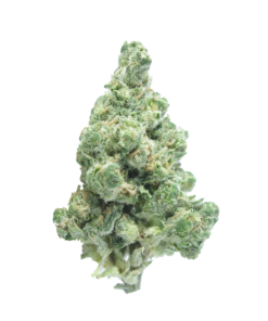 Buy golden goat online