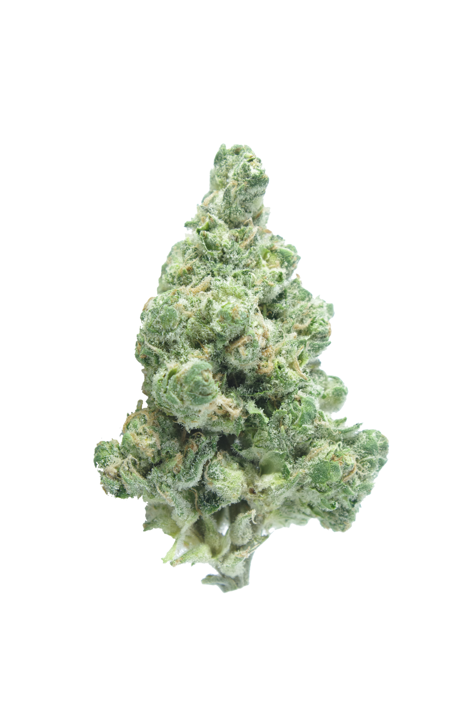 Golden Goat Bud Golden Goat (Oz special)