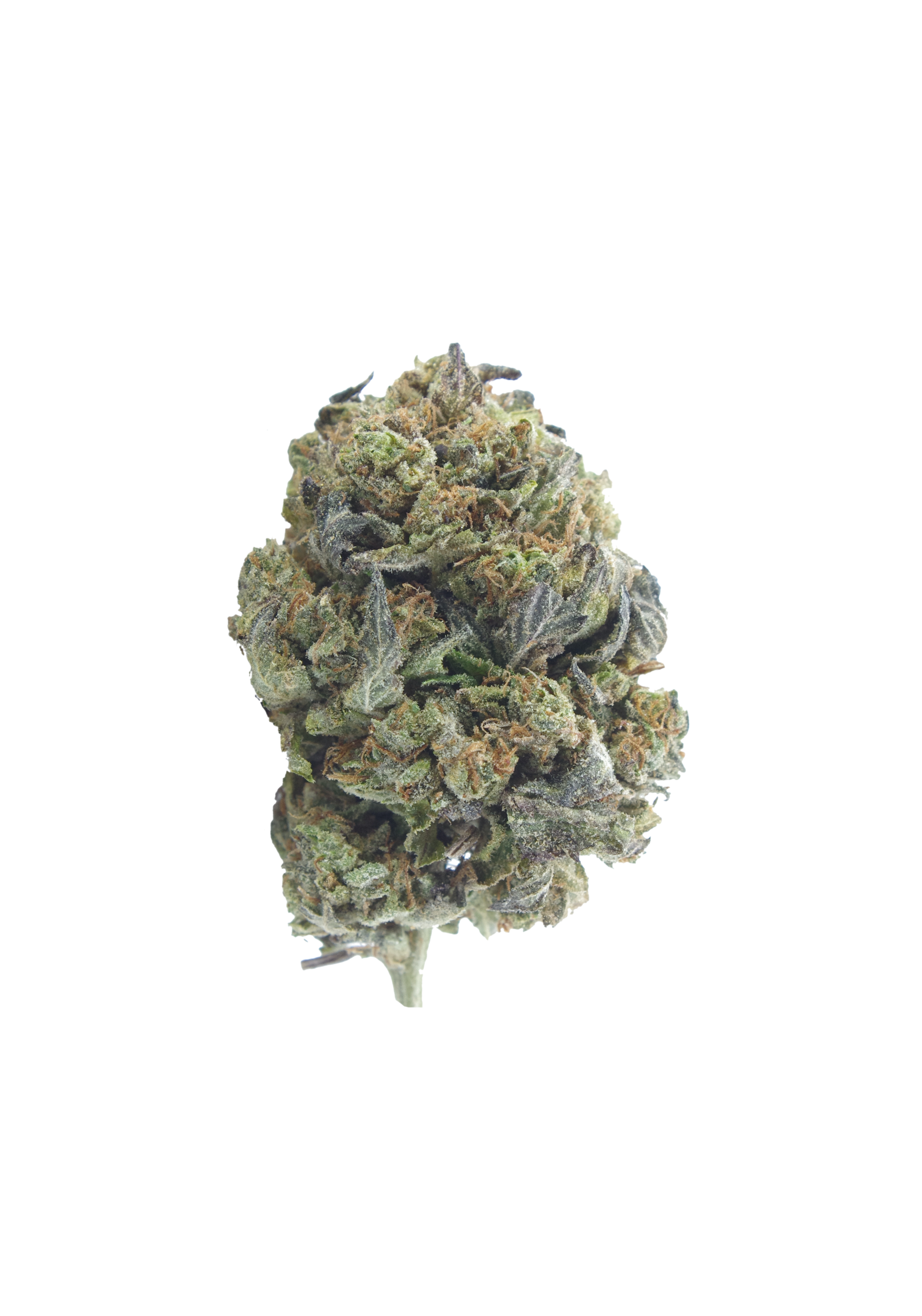 Greasy Tuna Bud rescaled Greasy Tuna (Oz Special)
