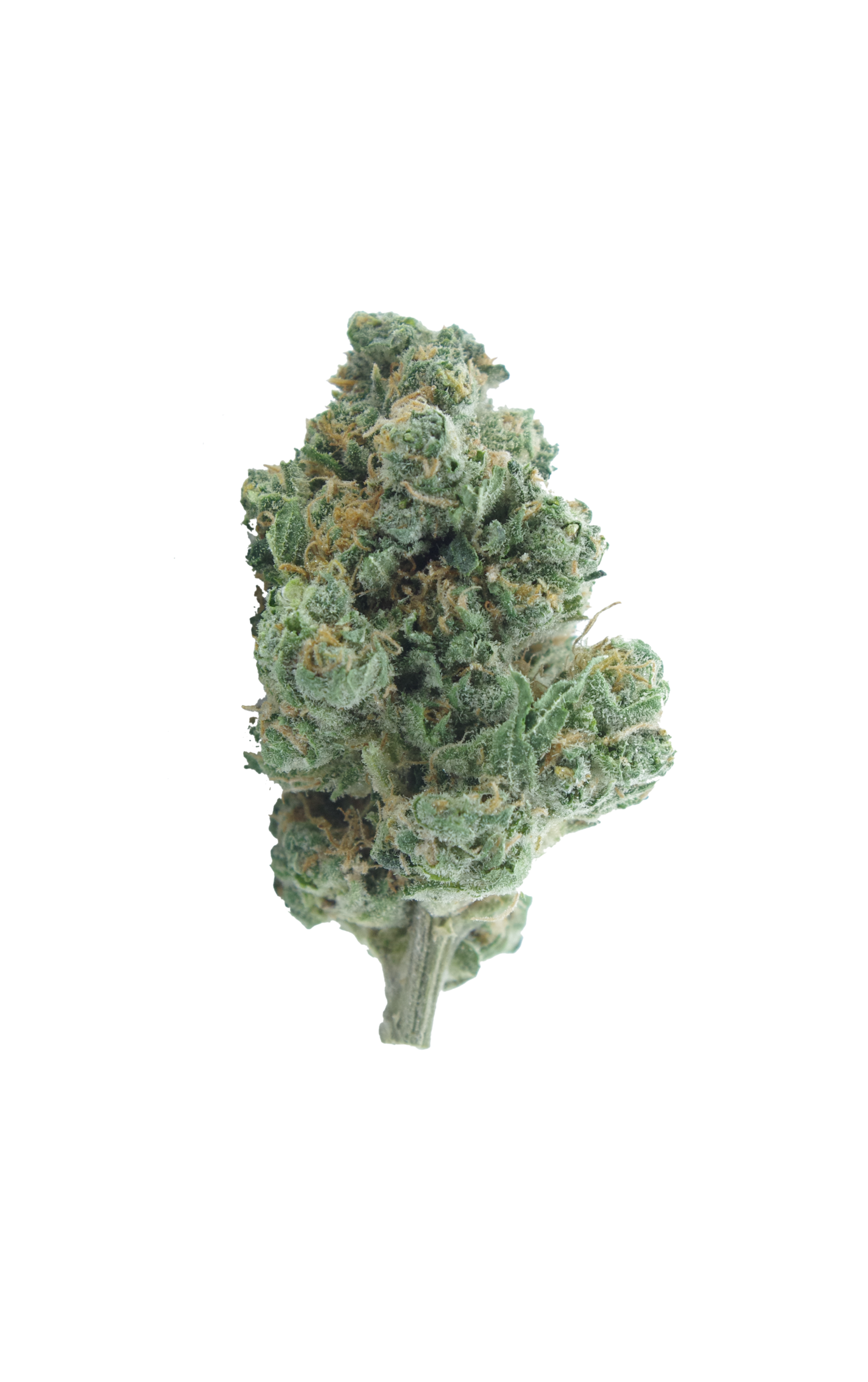Jager Kush Bud Jager Kush (Oz special)