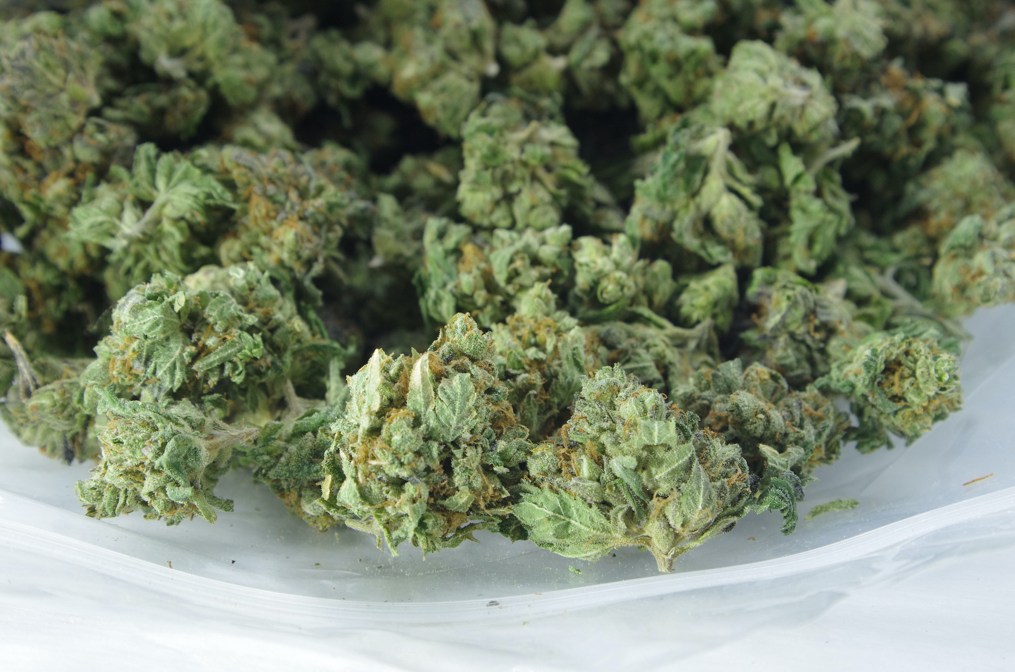 Platinum OG Smalls Platinum OG Smalls (Oz special)