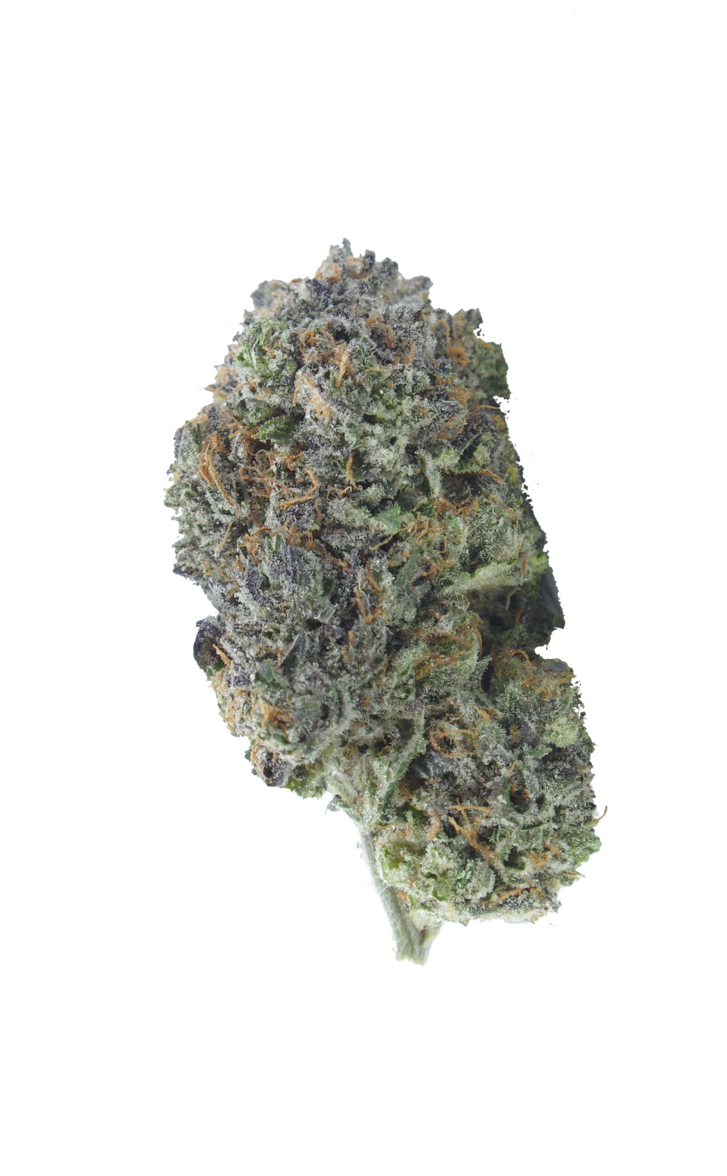 Death Goo bud Death Goo (Oz Special)