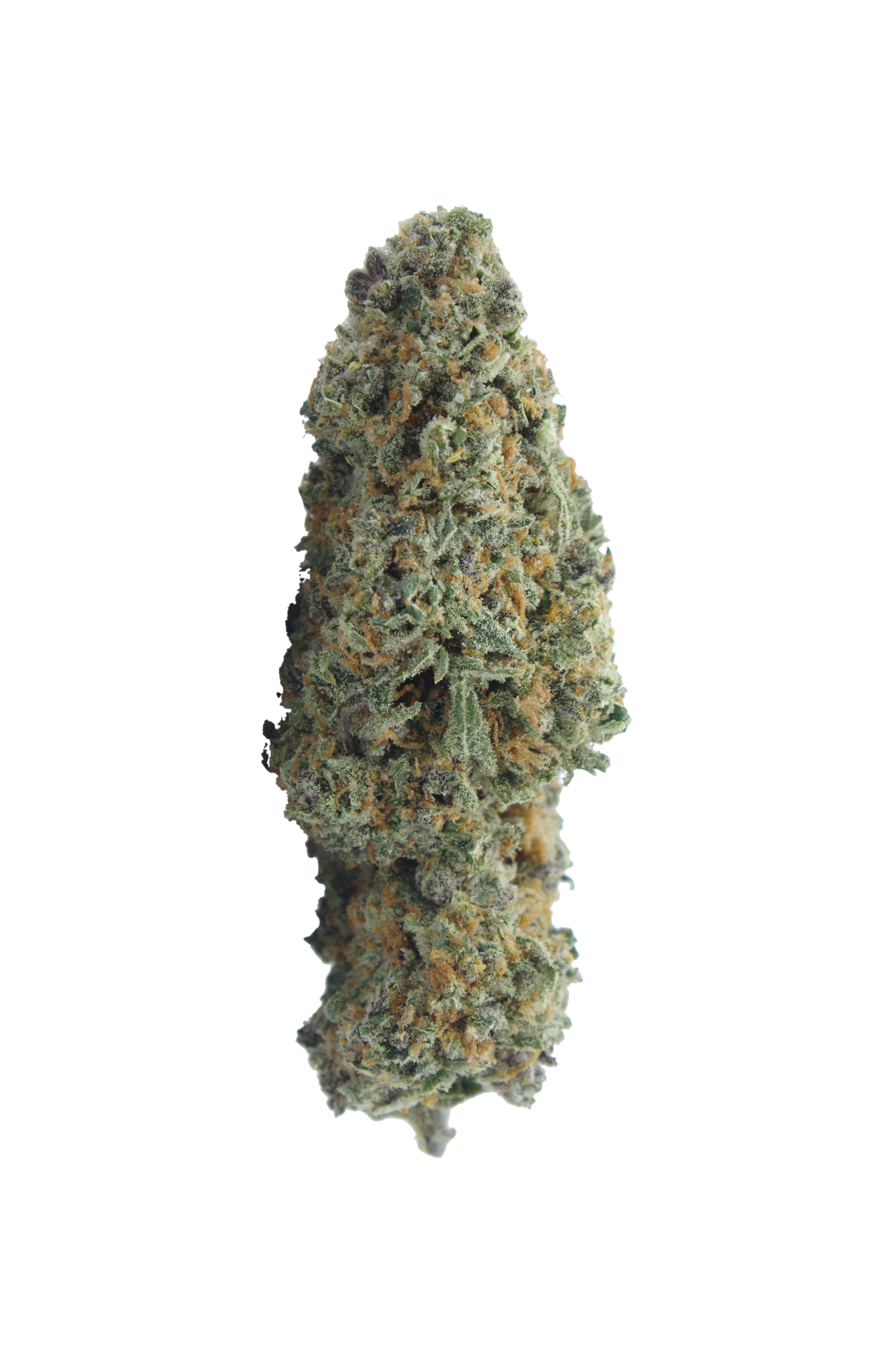 Pink Grapefruit bud Pink Grapefruit