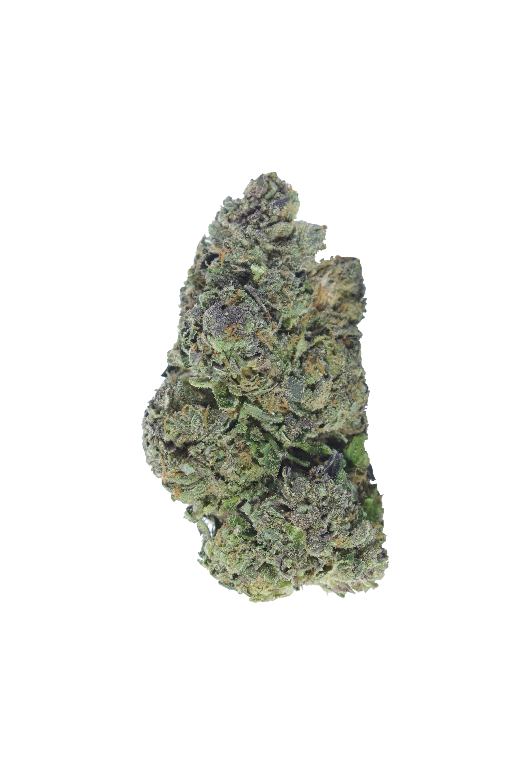 Rose Gold Bud Rose Gold (Oz Special)