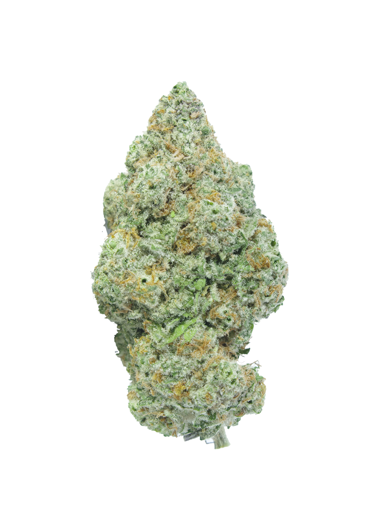 Starwalker Bud StarWalker (Oz Special)