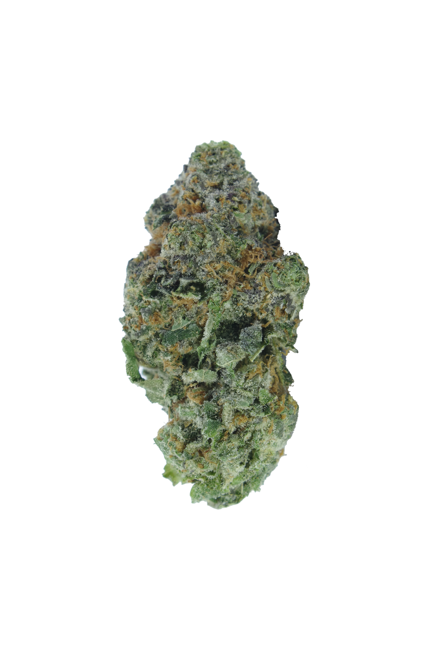 Tropicanna Bud Tropicanna (Oz Special)