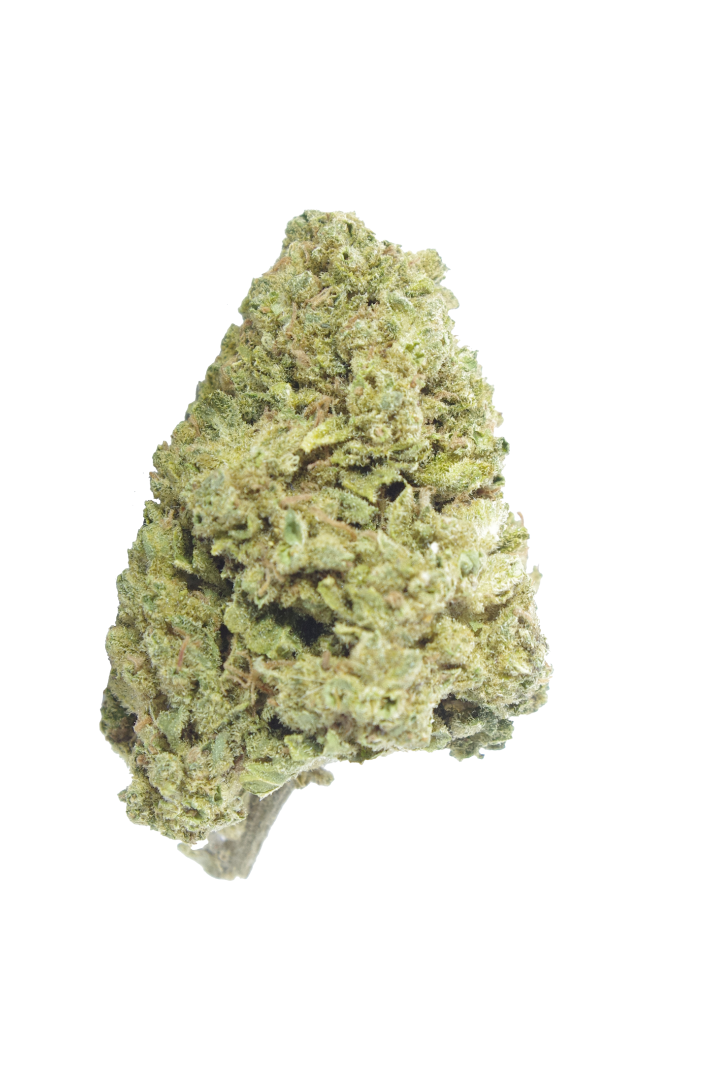 AC Bud Rainbow Driver (Oz Special)