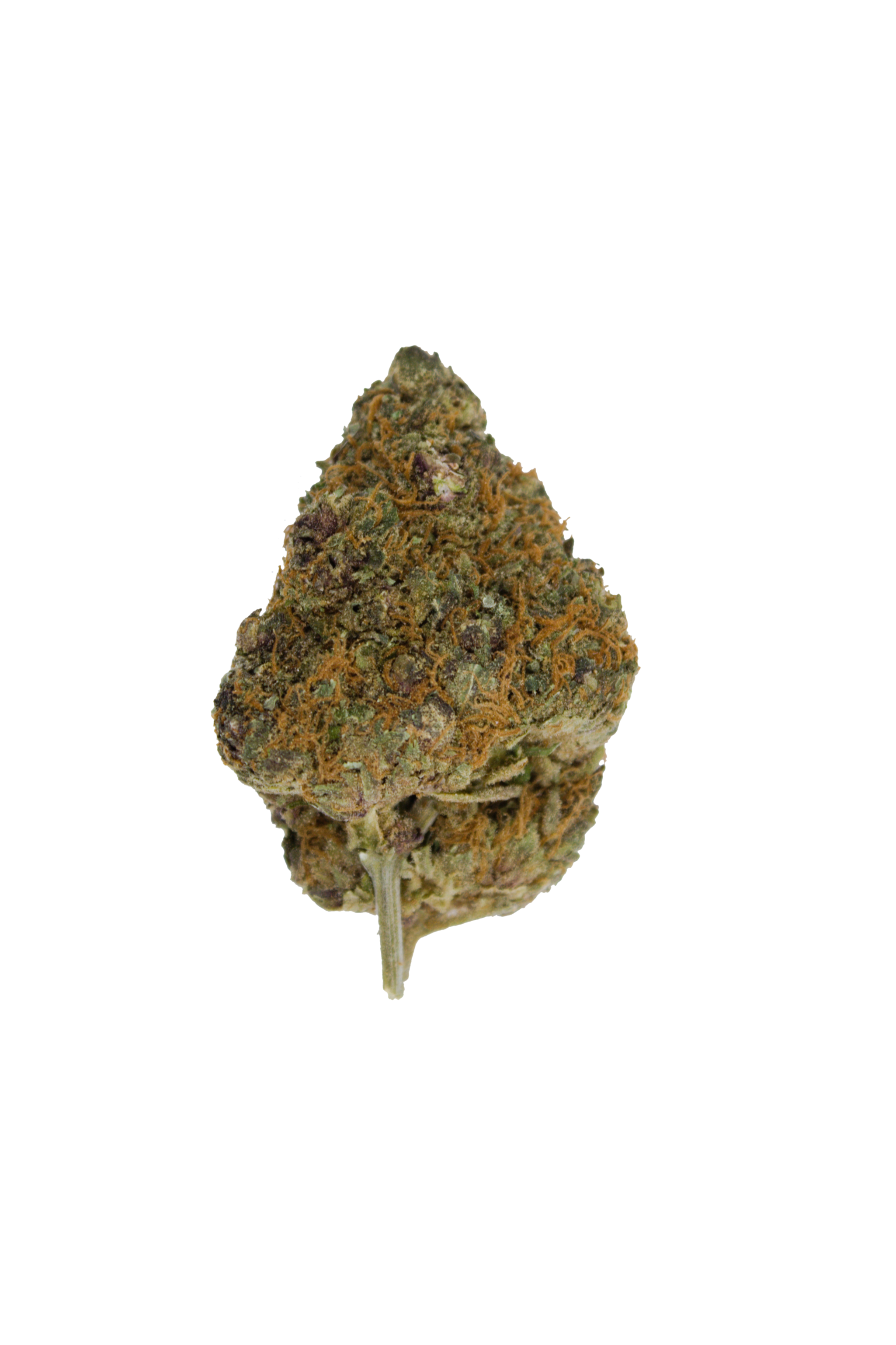 Black Cherry Bud Black Cherry (Oz Special)