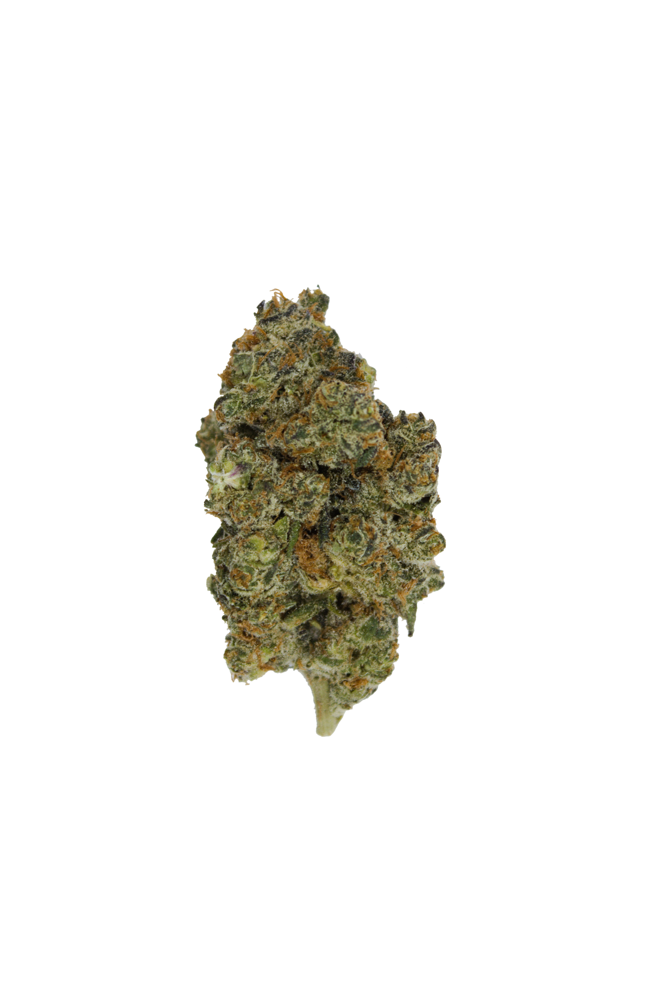 Blue Guava Bud Blue Guava (Oz special)
