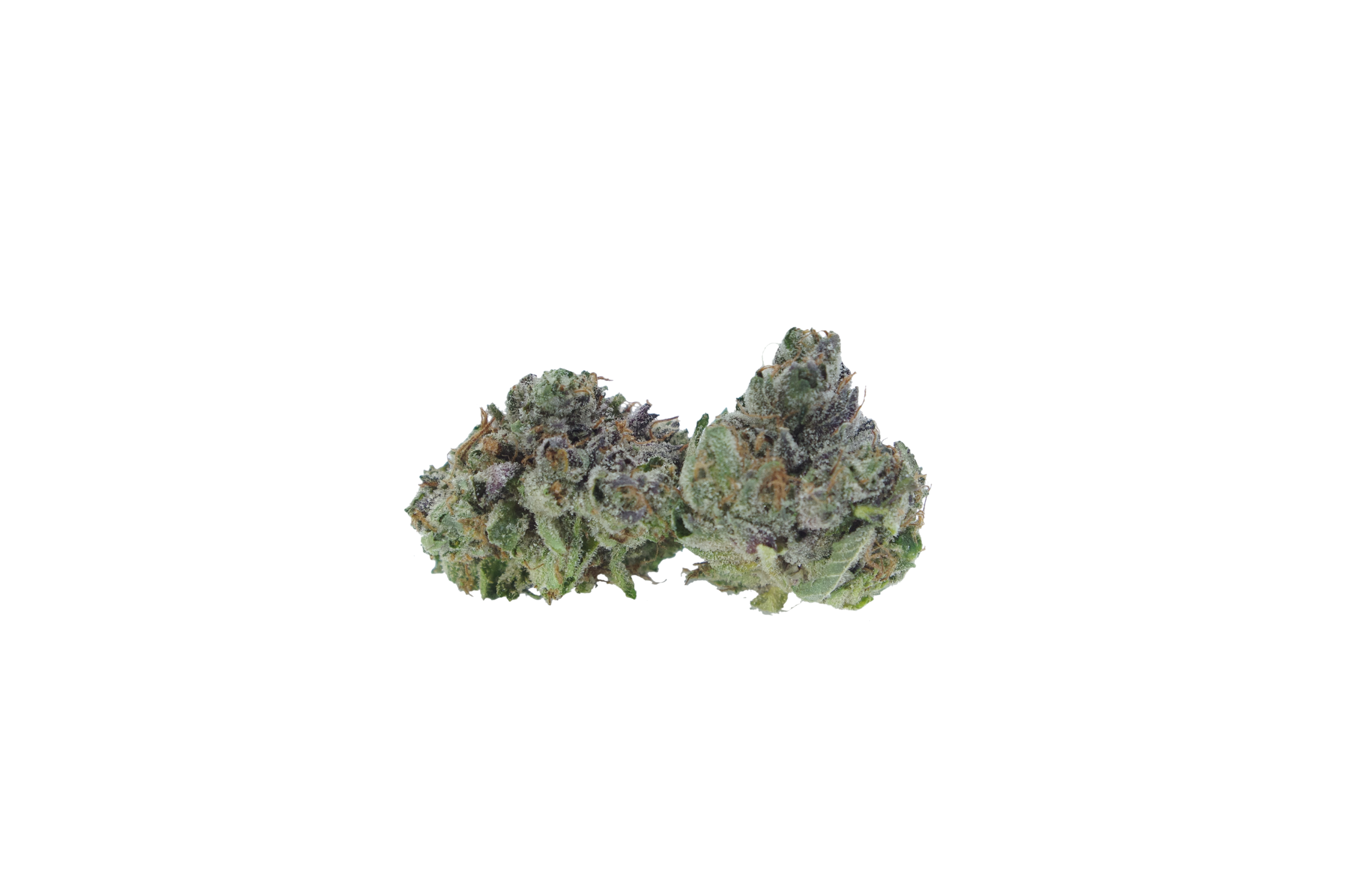 Gas Mask Gas Mask Smalls (Oz special)