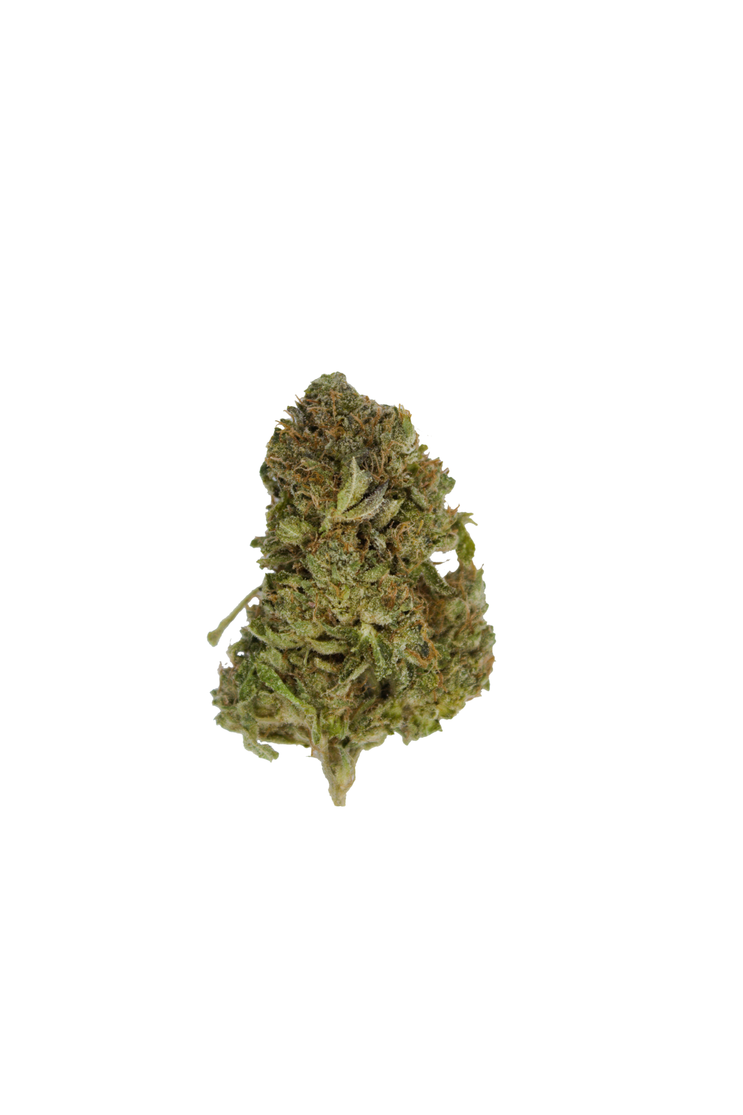 MKU Bud MKU (Oz Special)