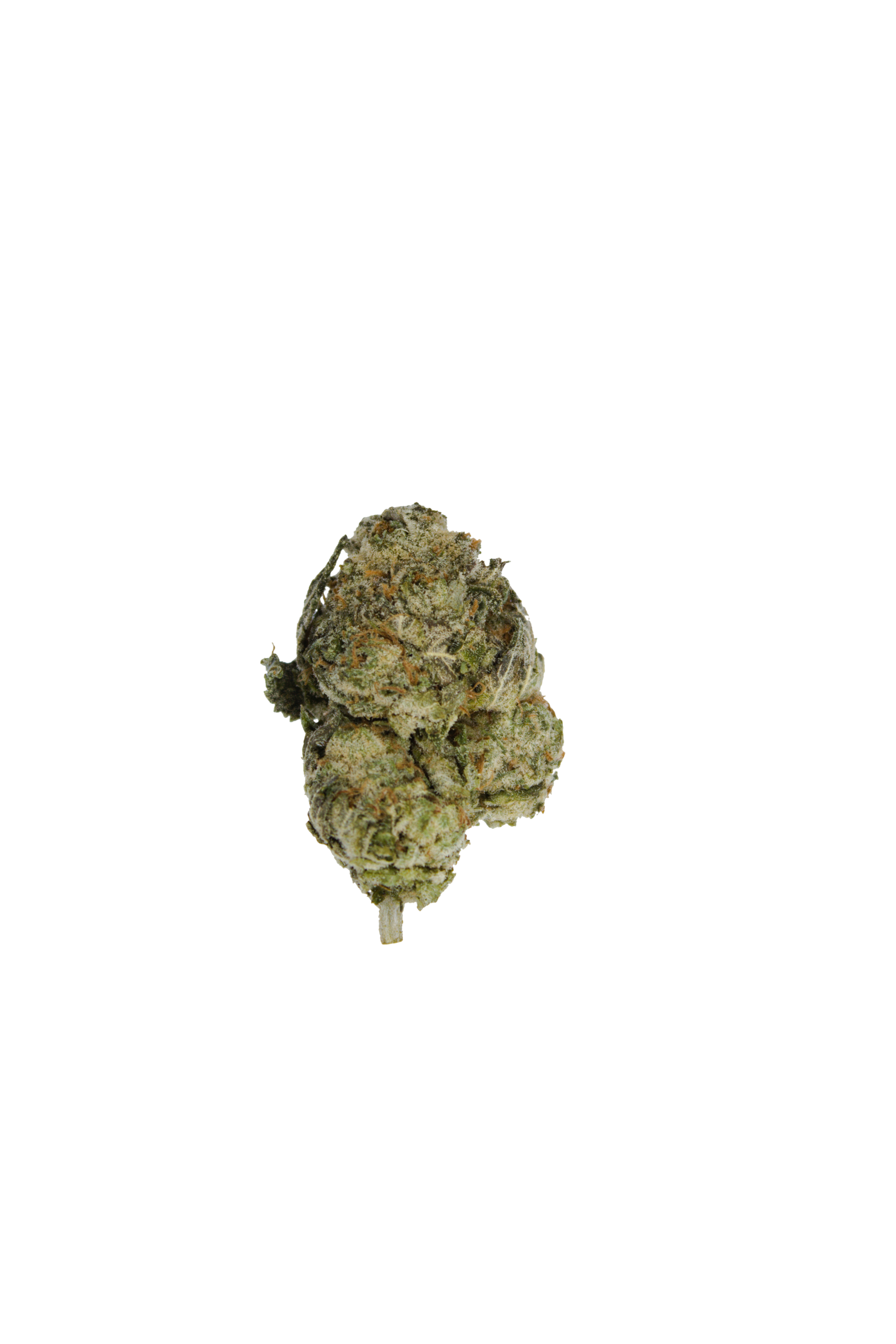 Tangerine Dream Bud Tangerine Dream (Oz Special)