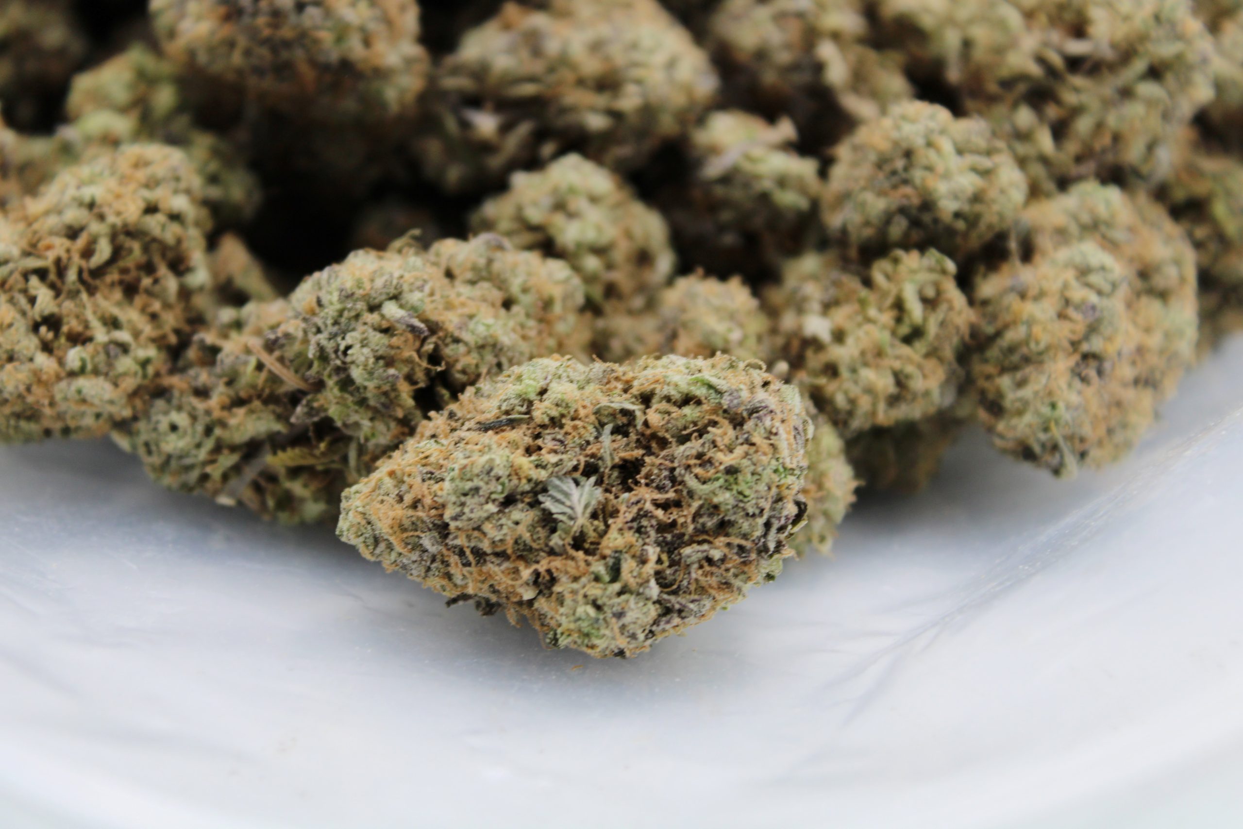 Tuna Bag scaled 1 Tuna Kush (Oz Special)