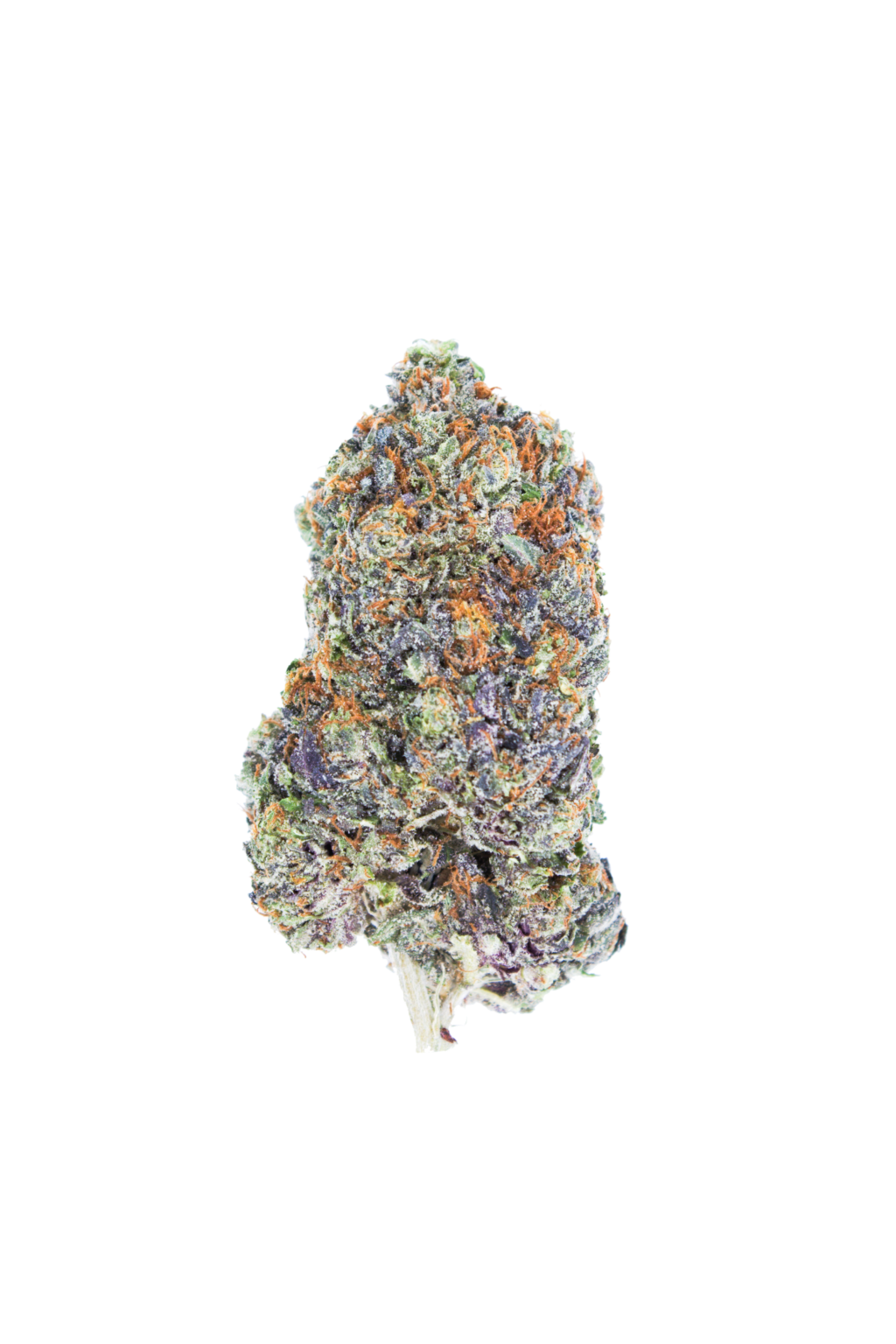 HybridCBHPhoto1024x1536 1