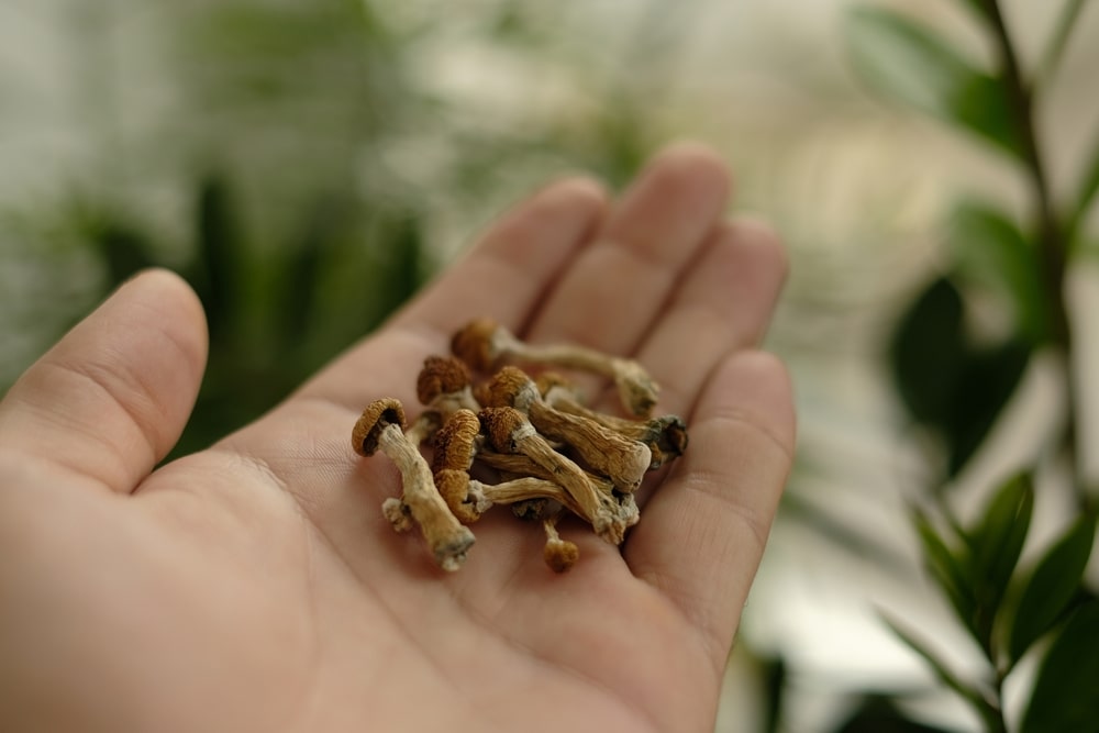Mental Health Care With Psychedelics Magic Mushrooms Mental Health Care With Psychedelics, Magic Mushrooms