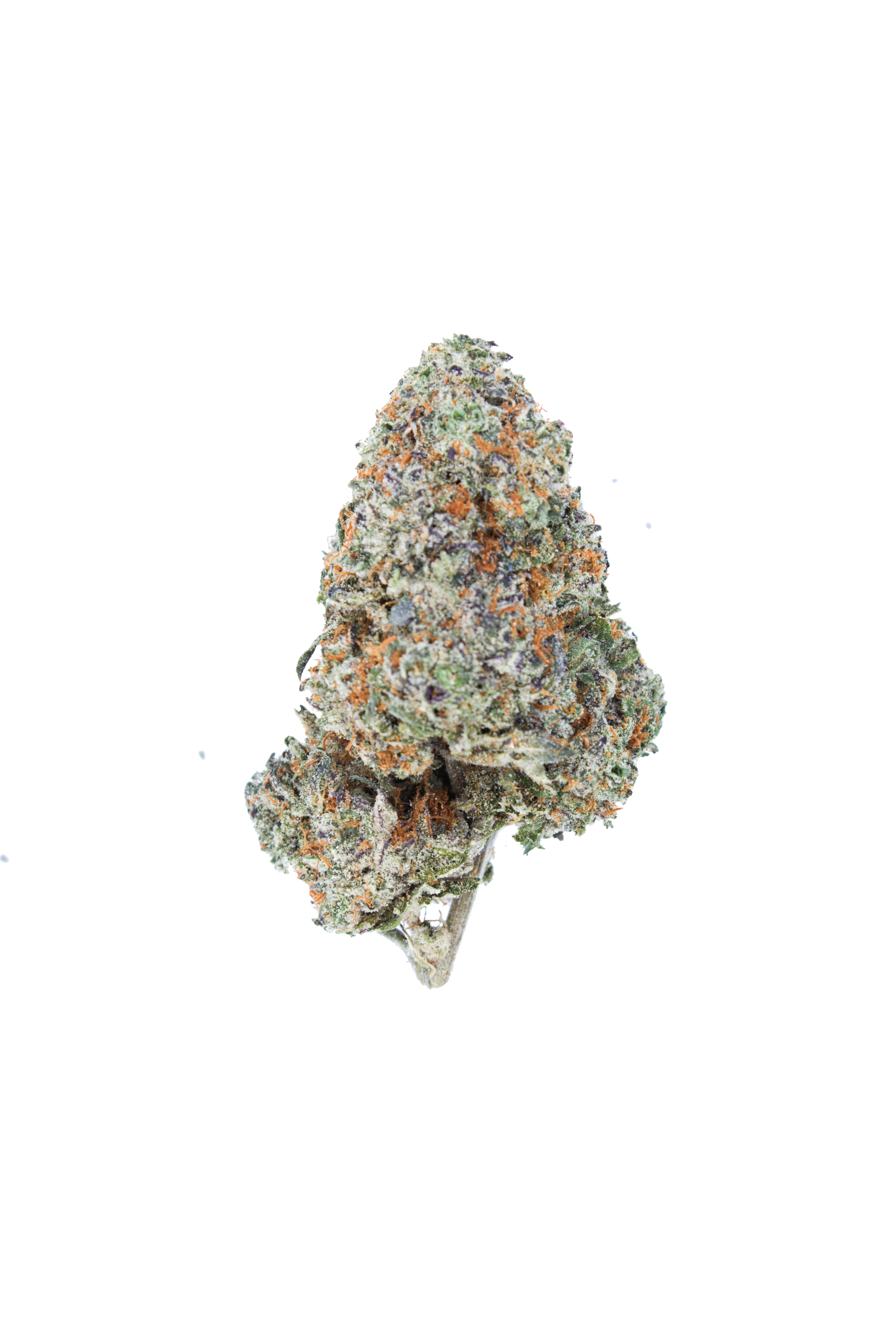 Cream Mandarin Bud cutout Van Island Exotics Cream Mandarin
