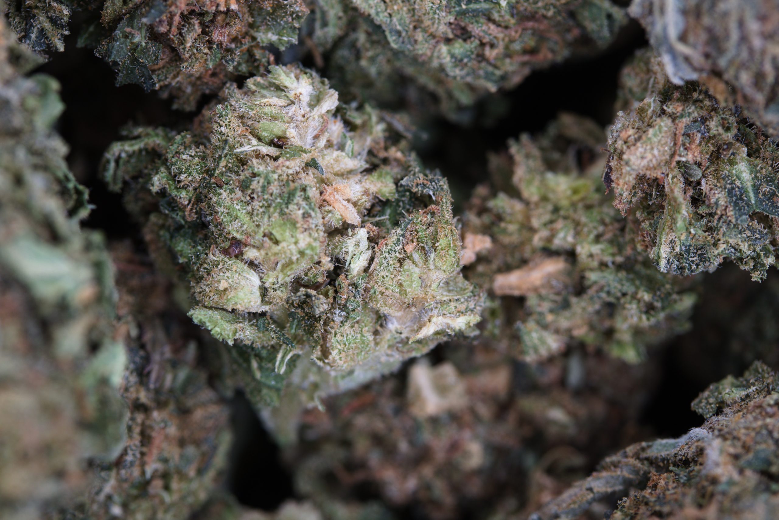 Master Kush Bag scaled 1 Master Bubba