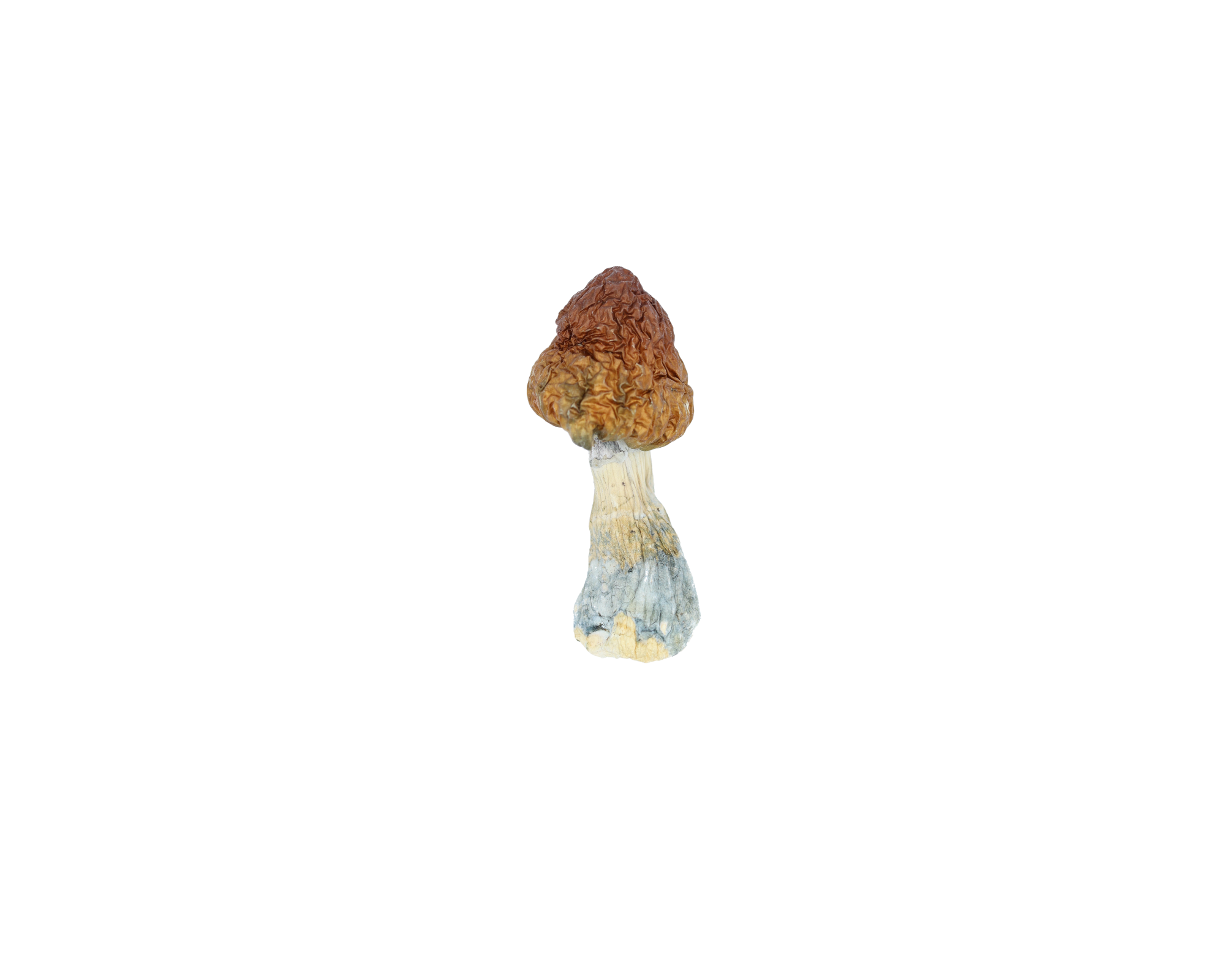 BluePulaski Shroom Blue Pulaski