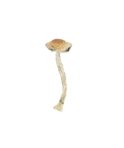 Golden Teacher