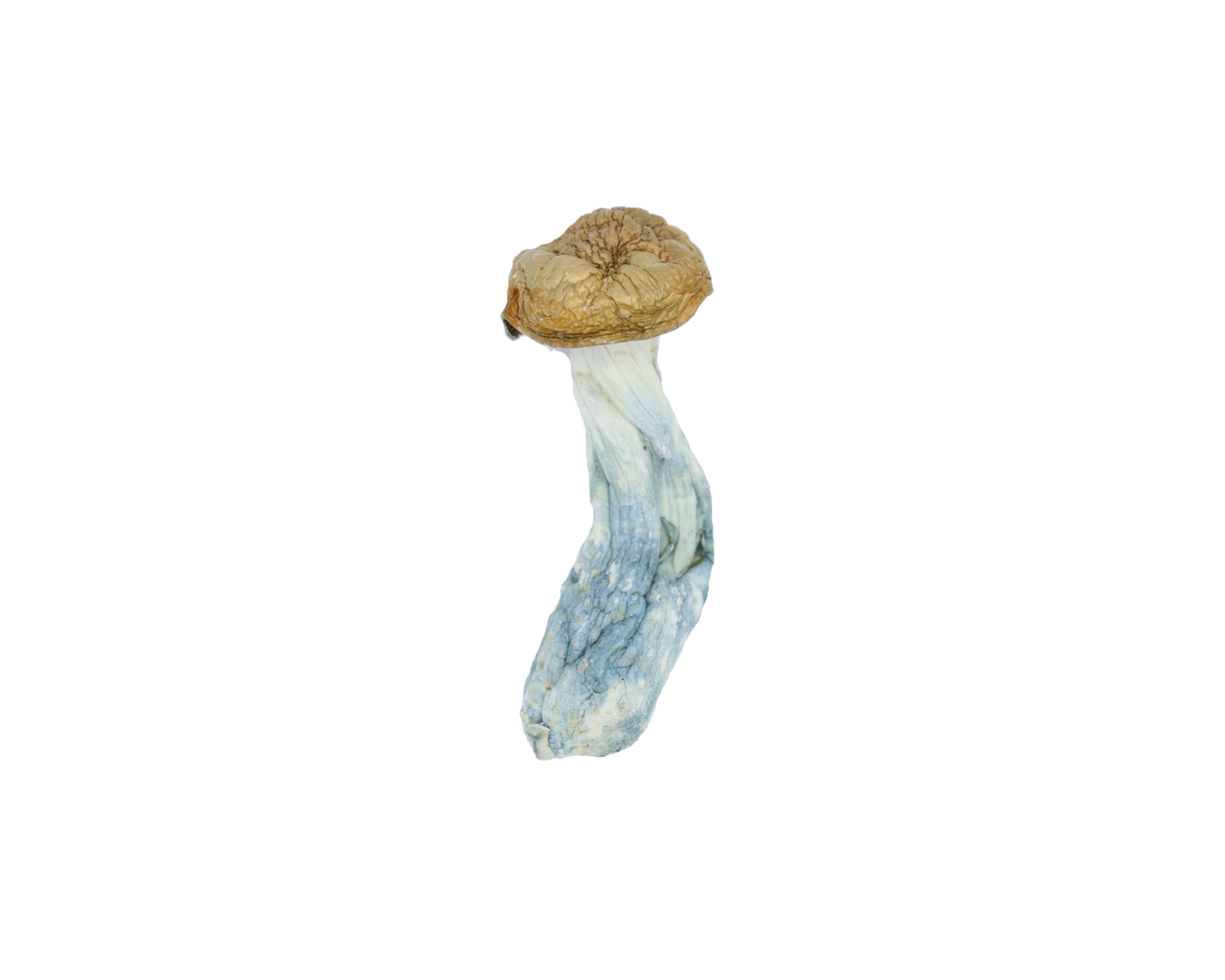 TidalWave Shroom Tidal Wave