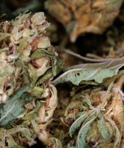 Buy Green Crack Herer