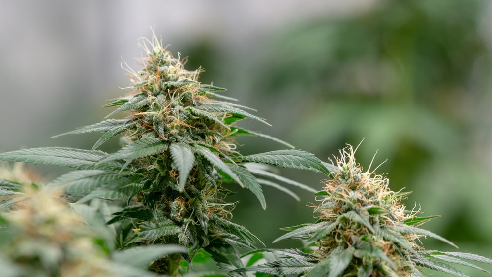 Cannabis Products Cannabis Products