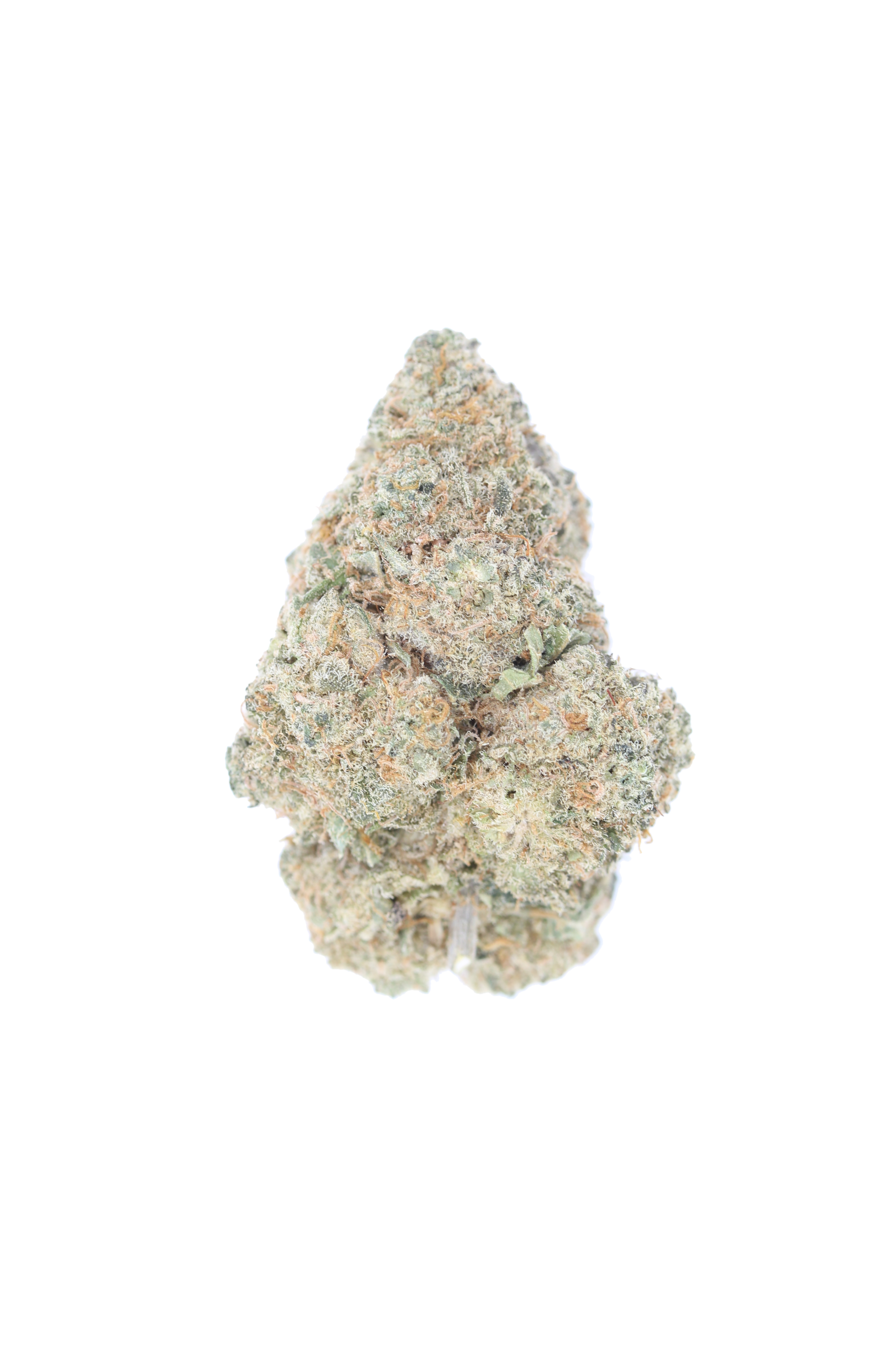 Moby Dick Bu Moby Dick