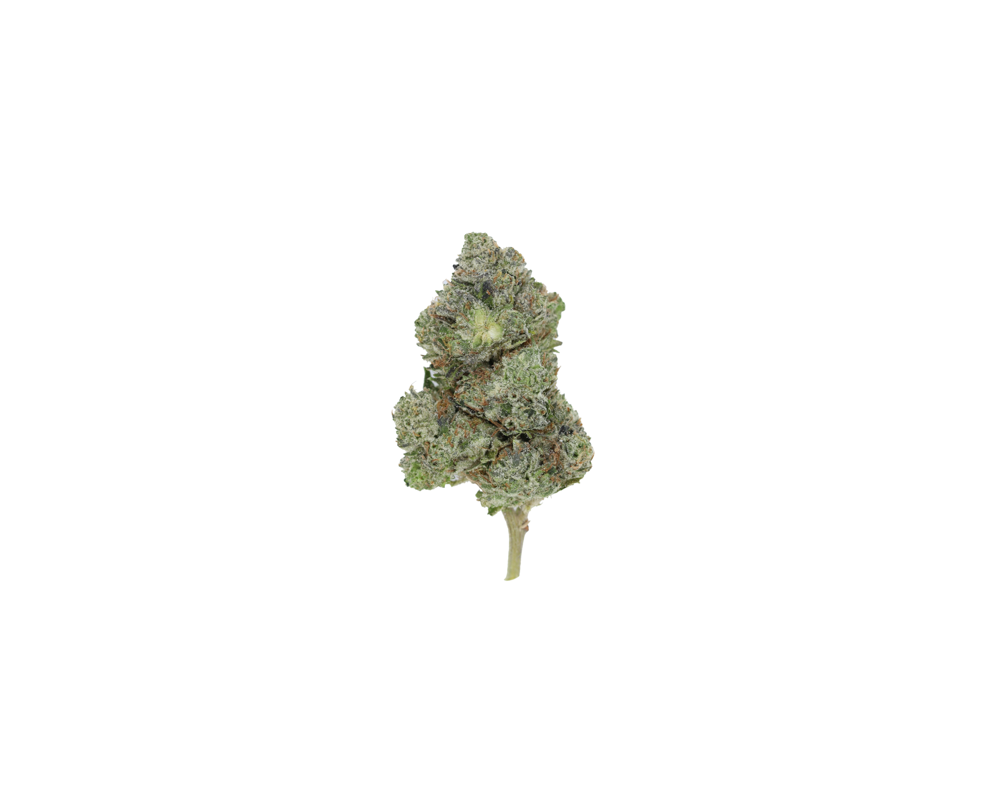 Pink Kush nug Pink Kush