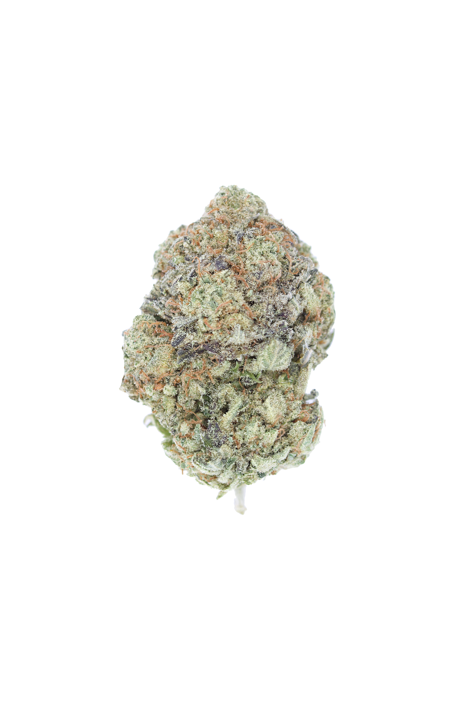 White Rainbow Bud 1 White Rainbow