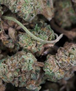 Amnesia Haze Bag 1 scaled 1
