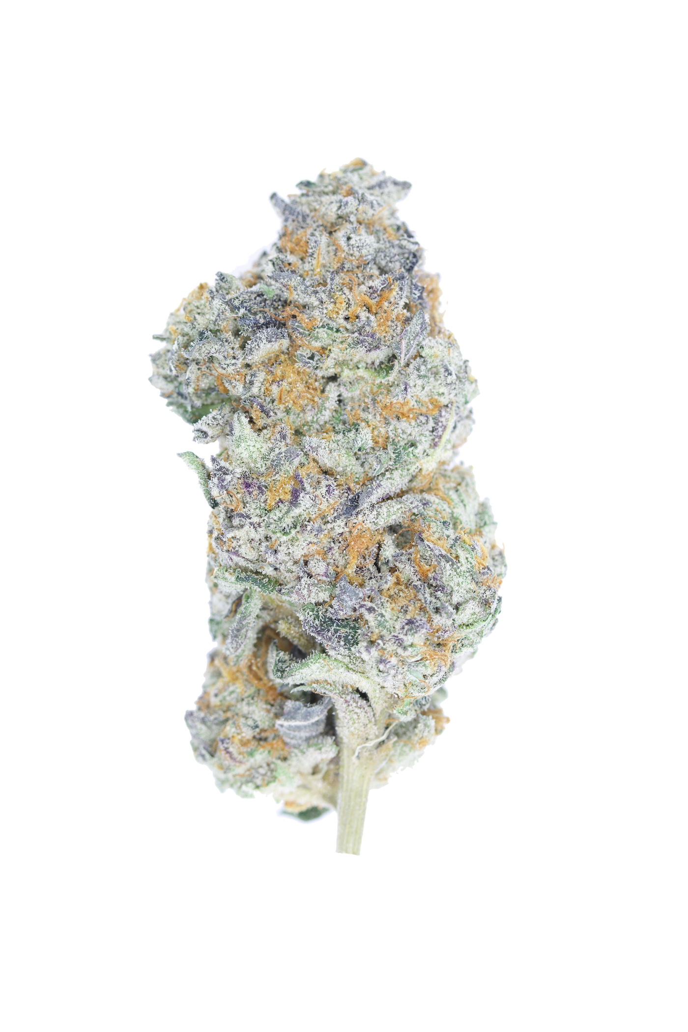 Creme 1 Island Exotics - Cream