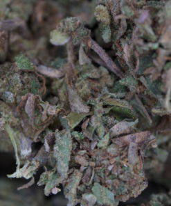 Great white shark og bag