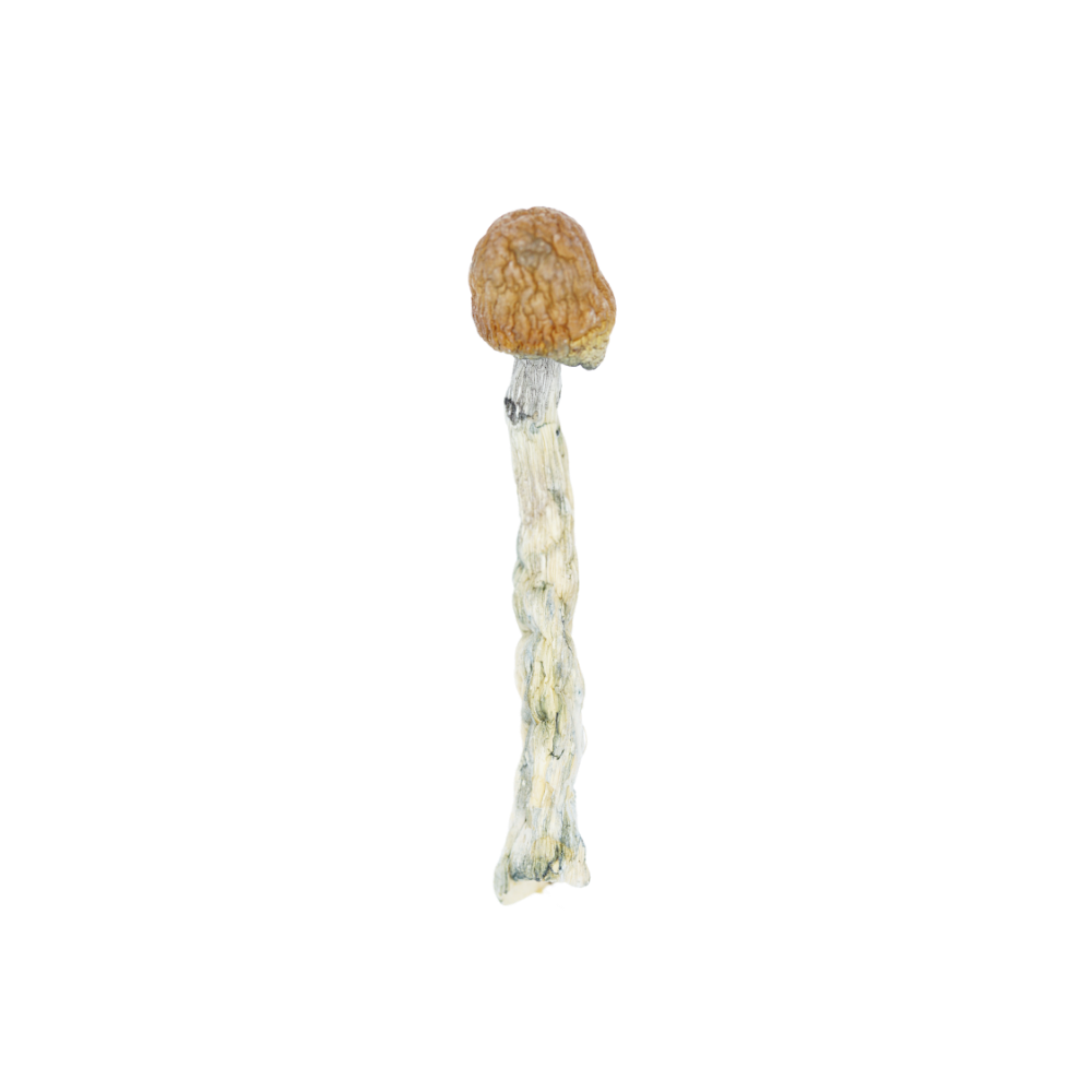 B Mushrooms 1 B+