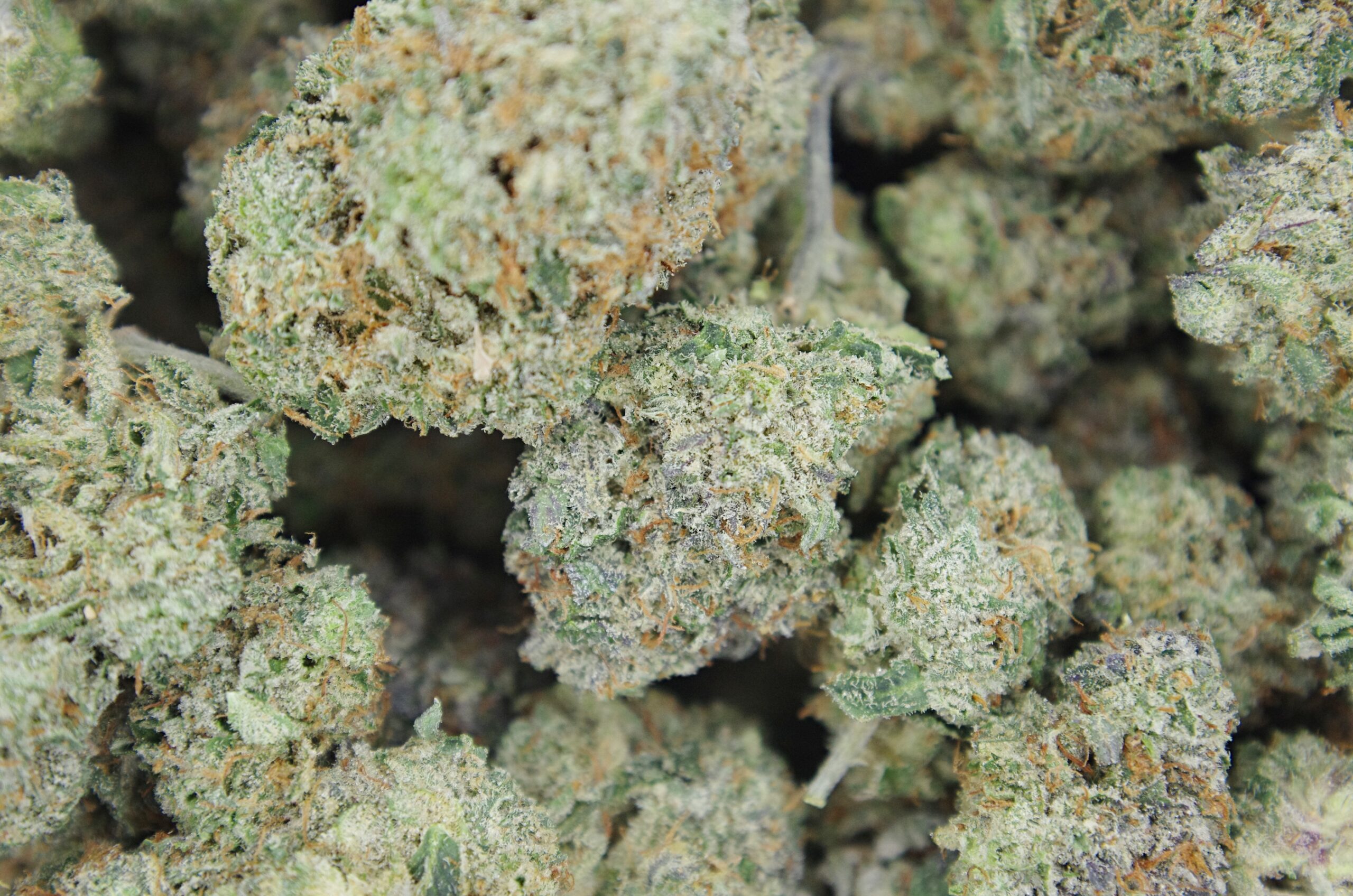 OG Shark LSO bag scaled Shark OG (LSO)