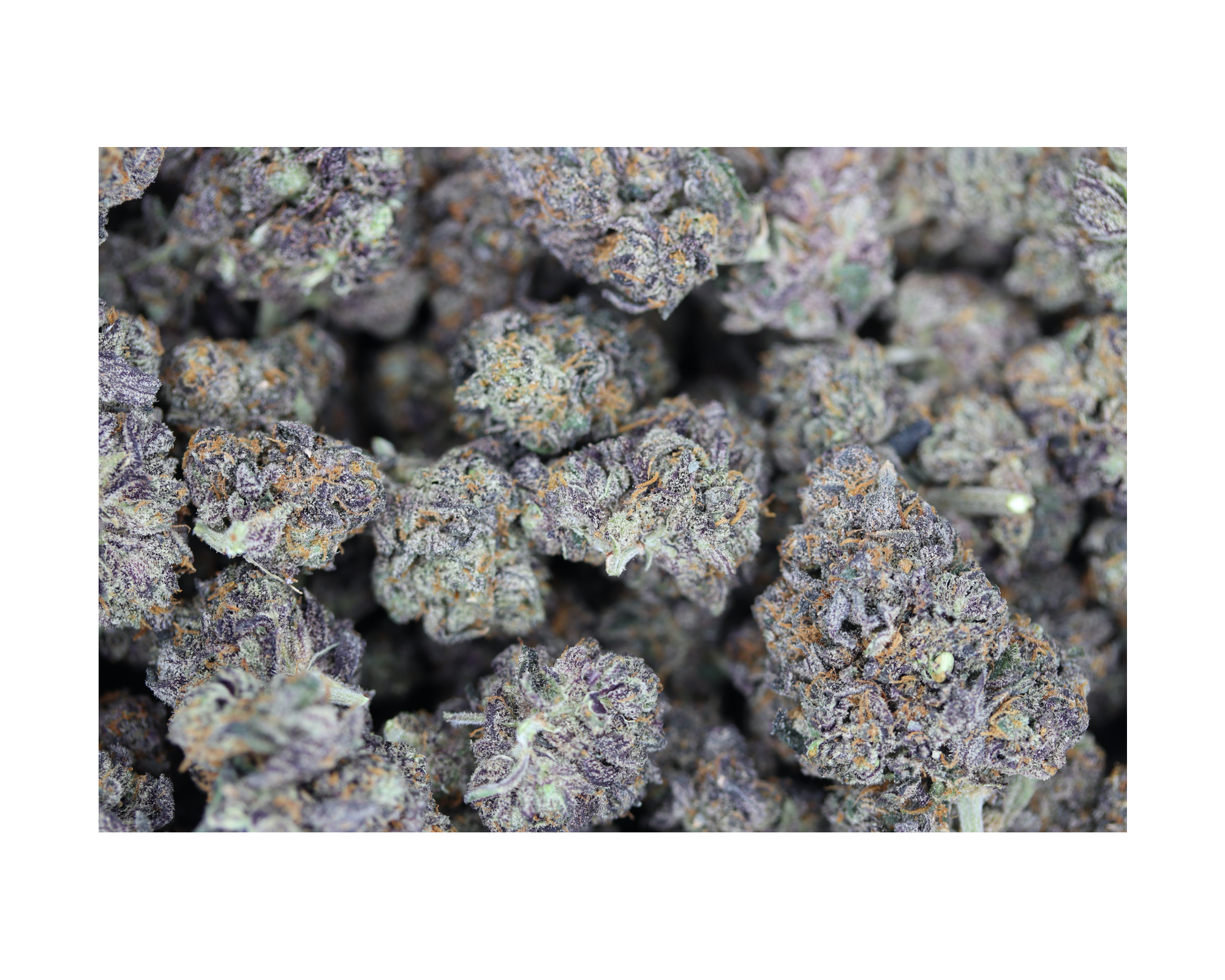 Purple Diesel bag Purple Diesel