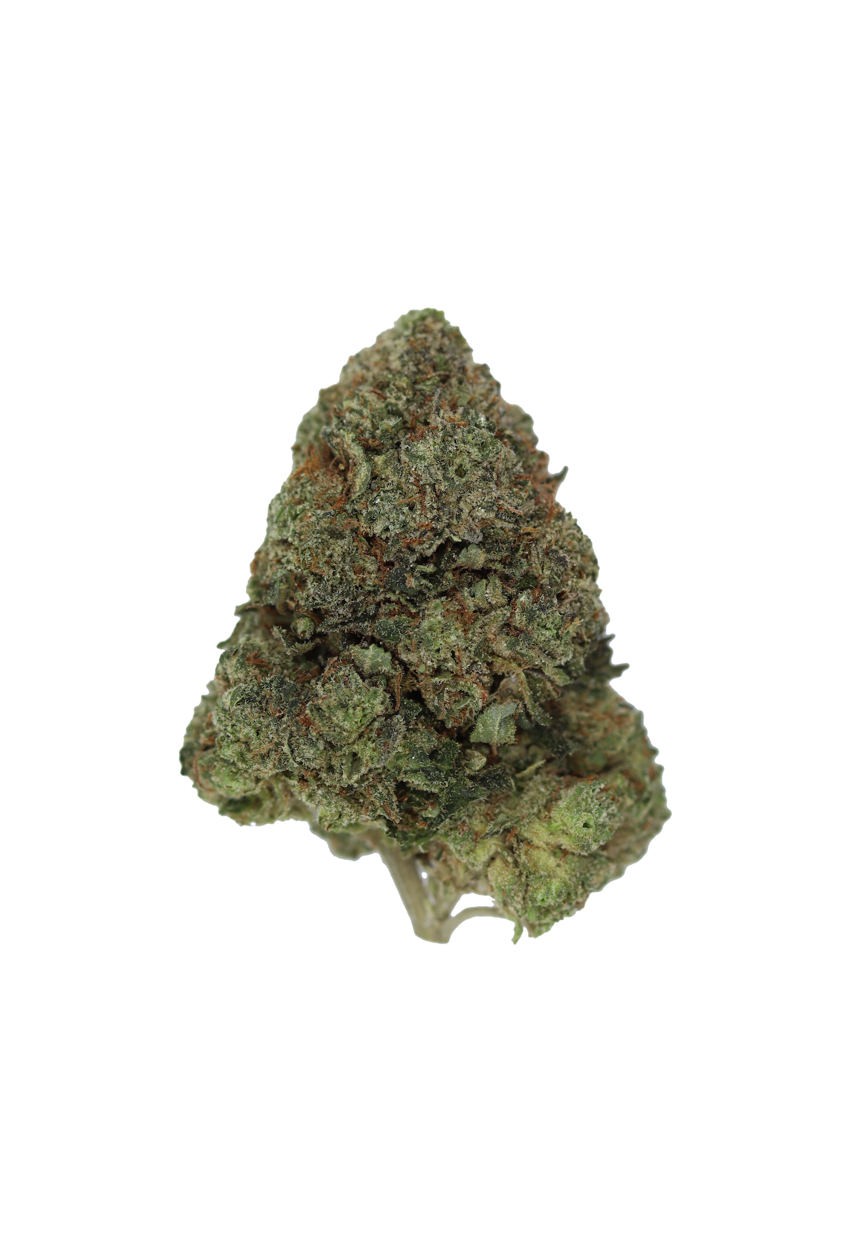 Sensi Star Bud Sensi Star