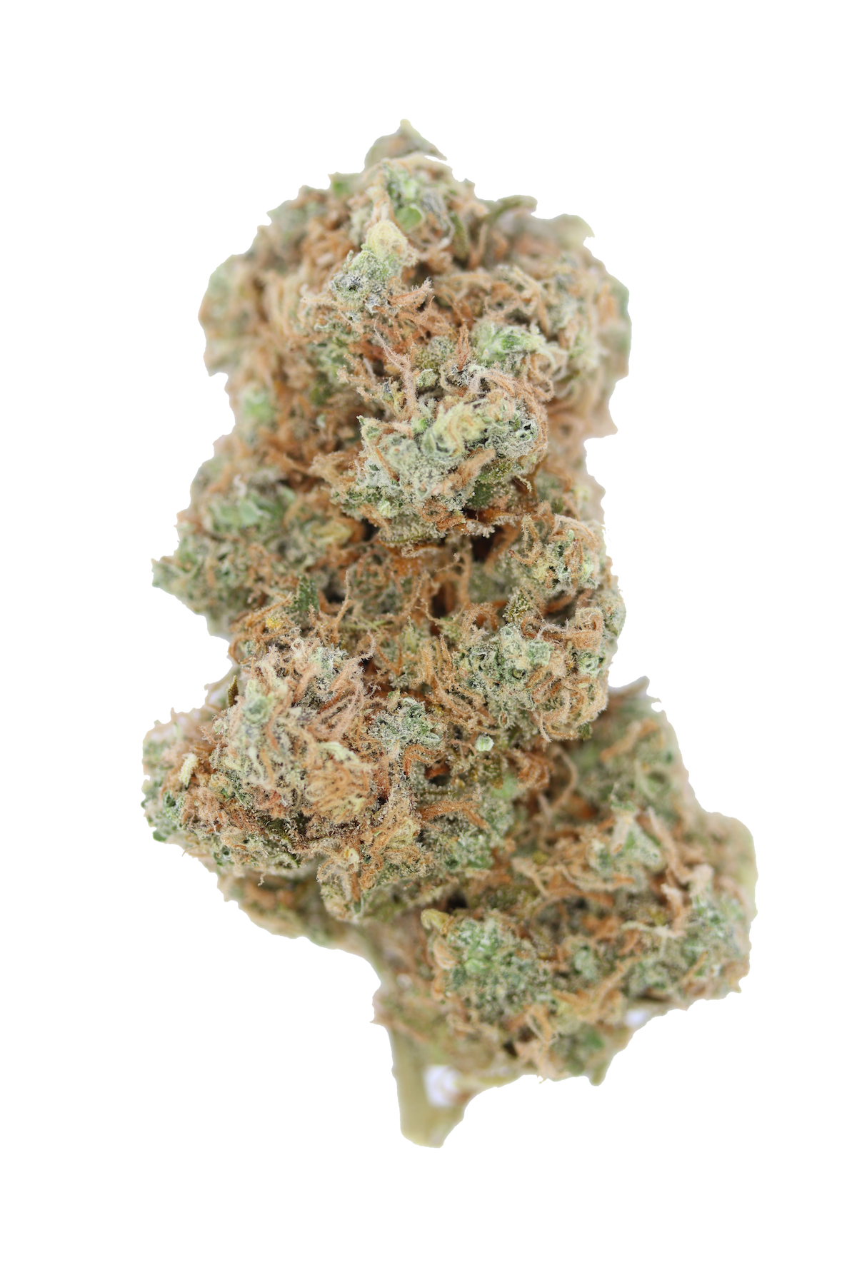 Super Silver Haze Bud Island Exotics - Super Silver Haze