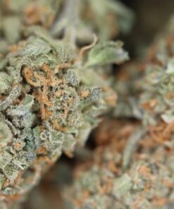Agent Orange Bag buy agent orange online
