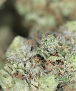 Rock Bubba Bag buy rock bubba online