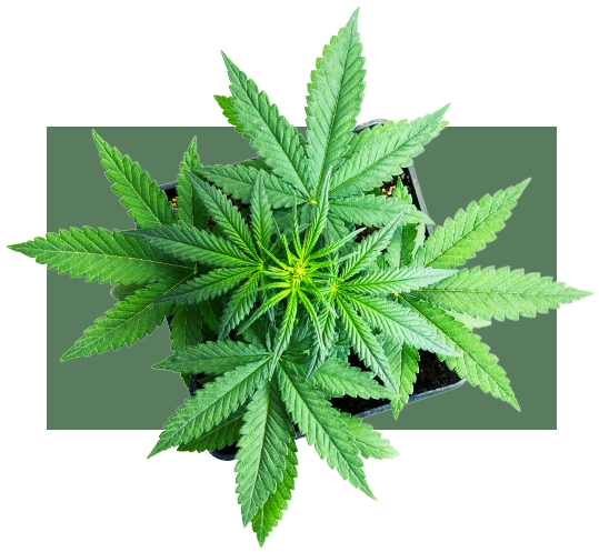 cannabis plant top down view Cannabis plant