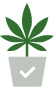 high quality cannabis High-quality cannabis