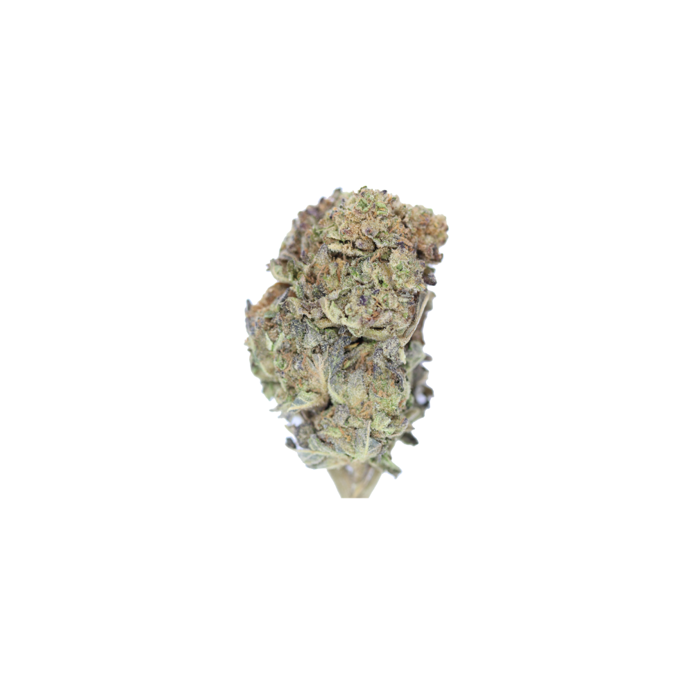 Gelato Cake Bud 1 Gelato Cake