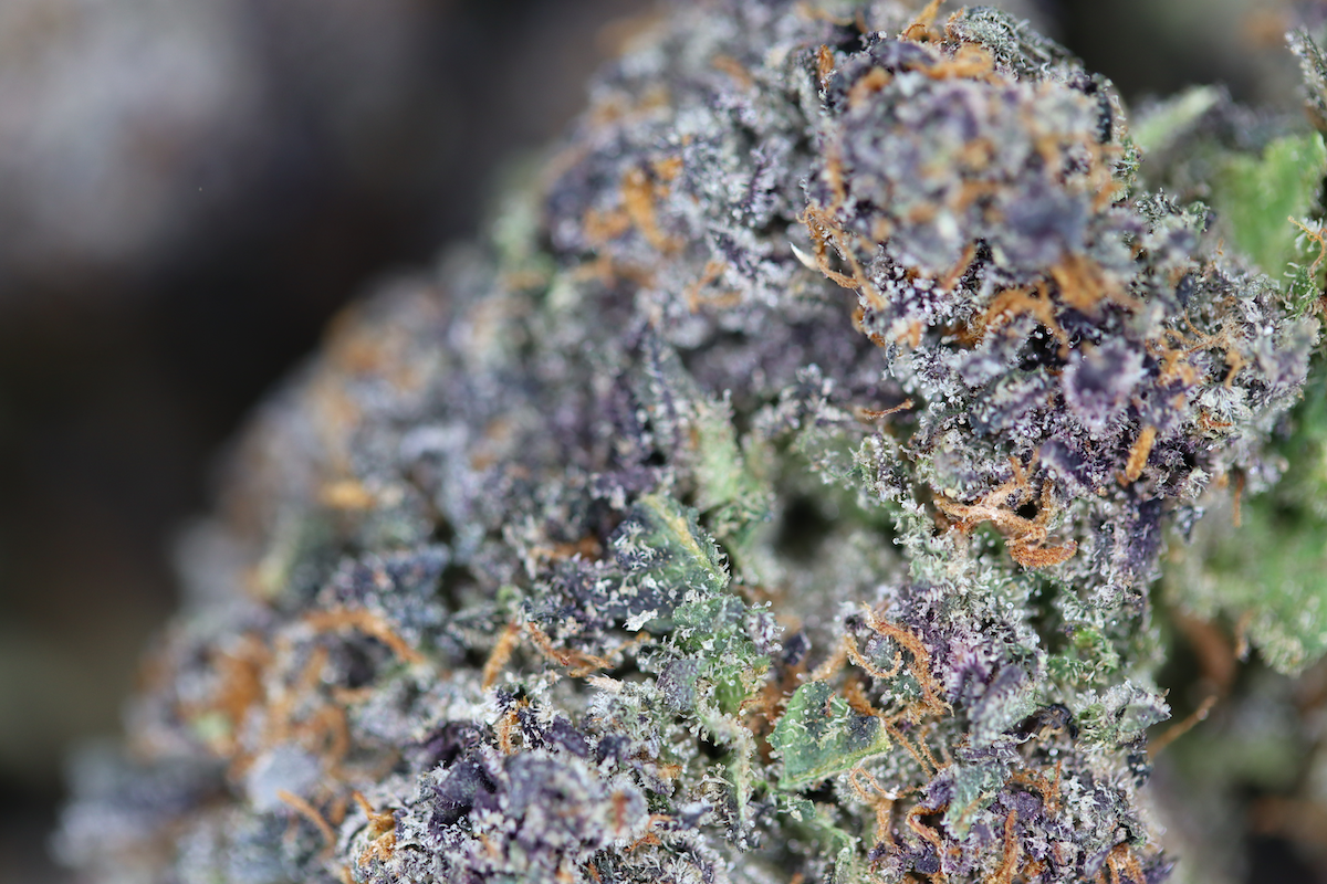 Grape Gusherz bag Island Exotics - Grape Gusherz