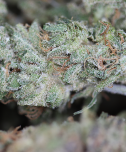 Amnesia Bag Amnesia Bag