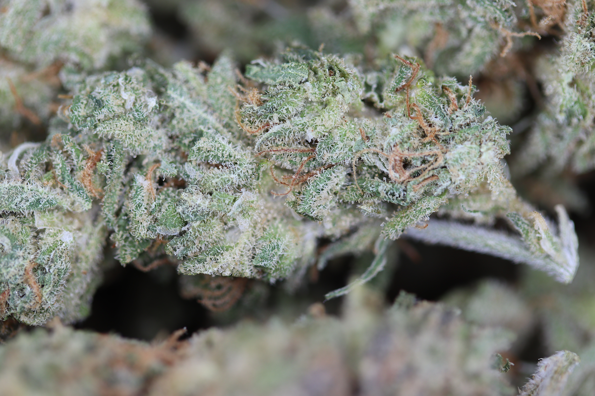 Amnesia Bag Amnesia