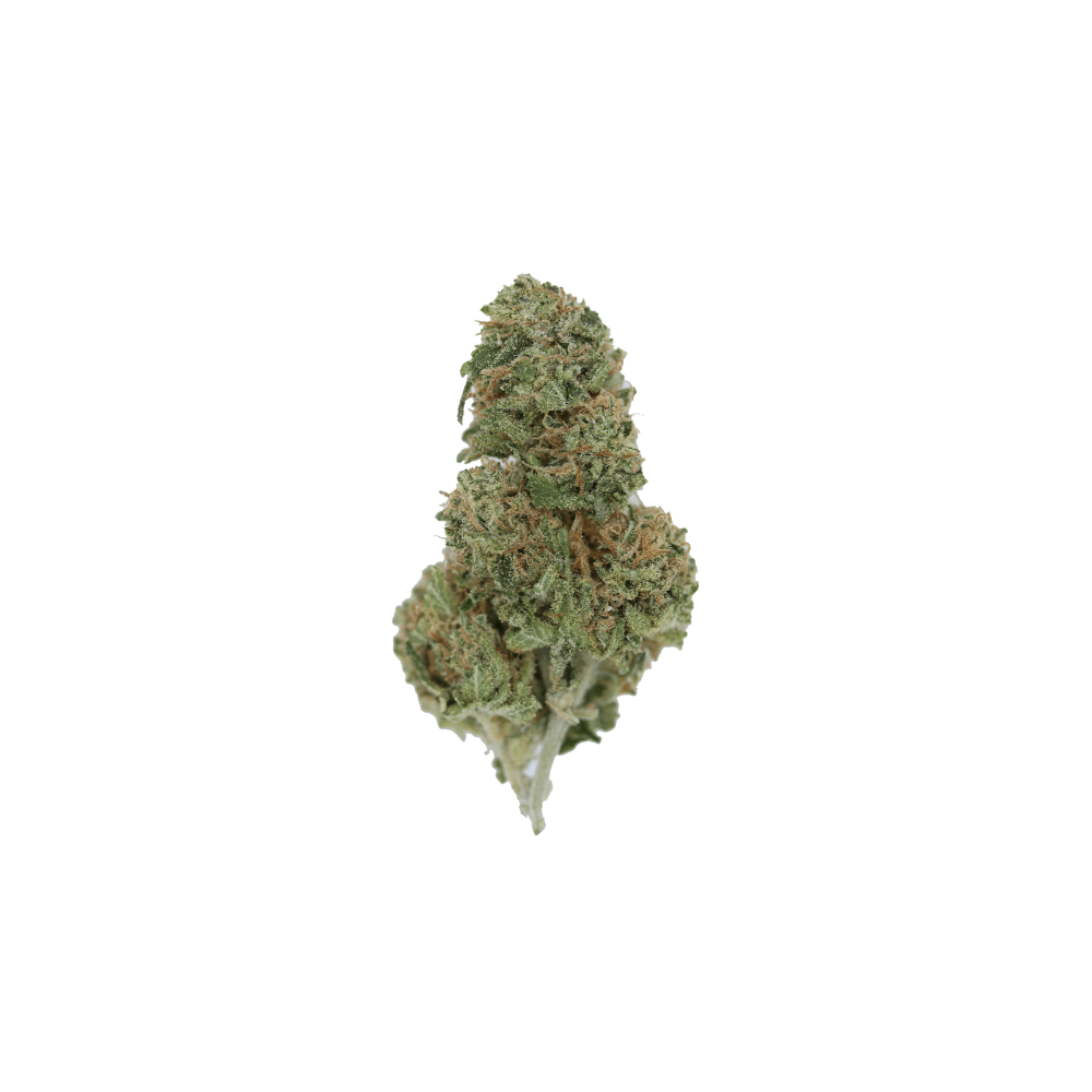 Amnesia 1 Amnesia